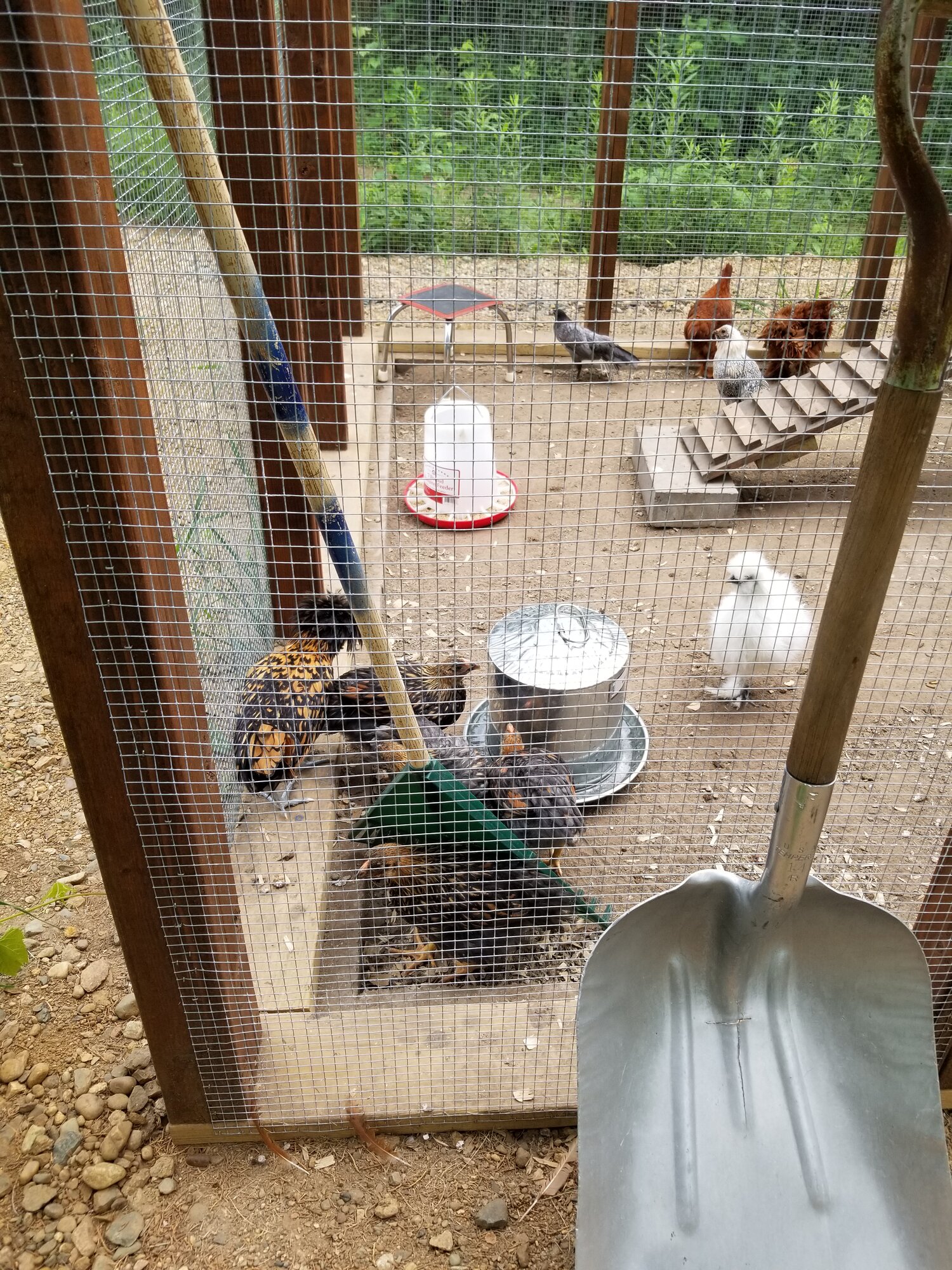 My flock