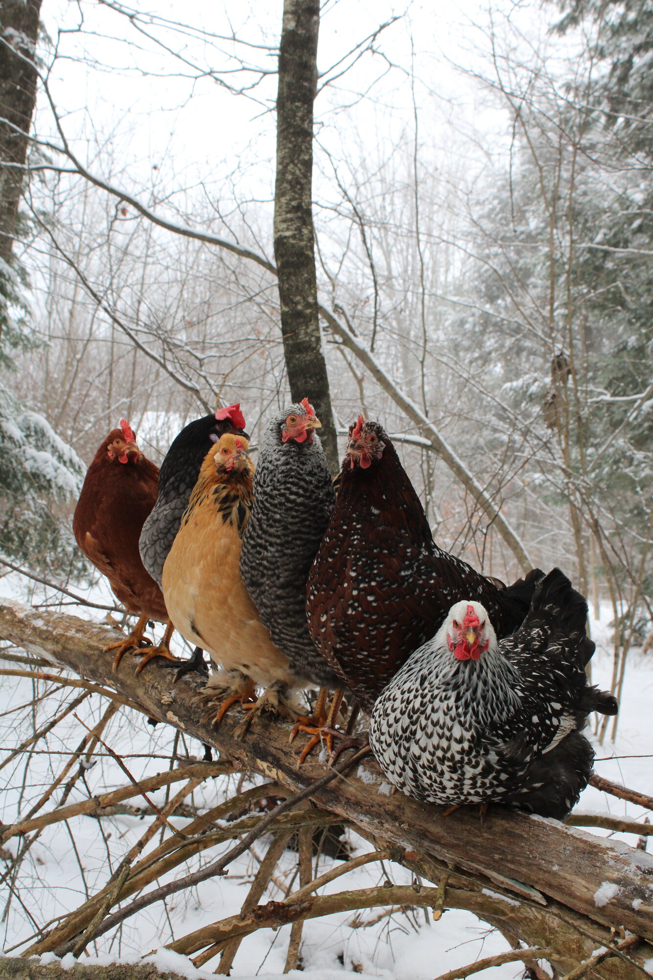 My Flock