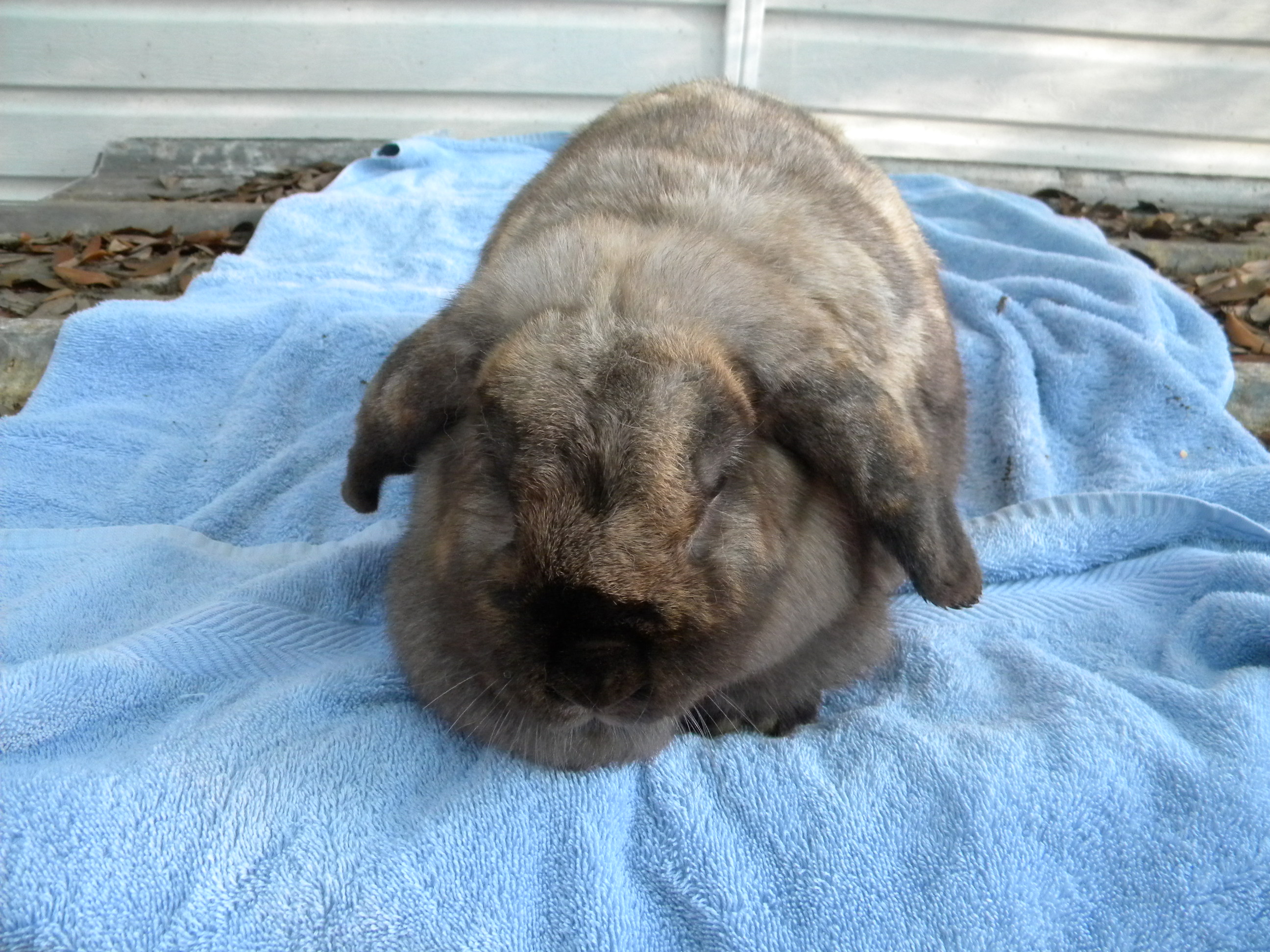 my floppy ear rabbit