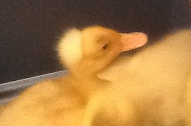 My fluffy top duck...not sure what breed it is?