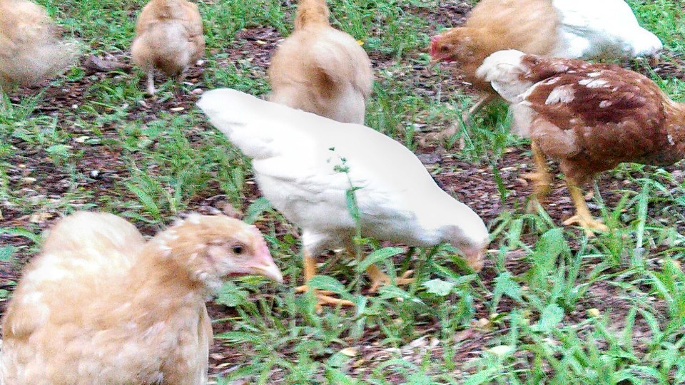 My foraging birds enjoy their  2nd free ranging privilege.