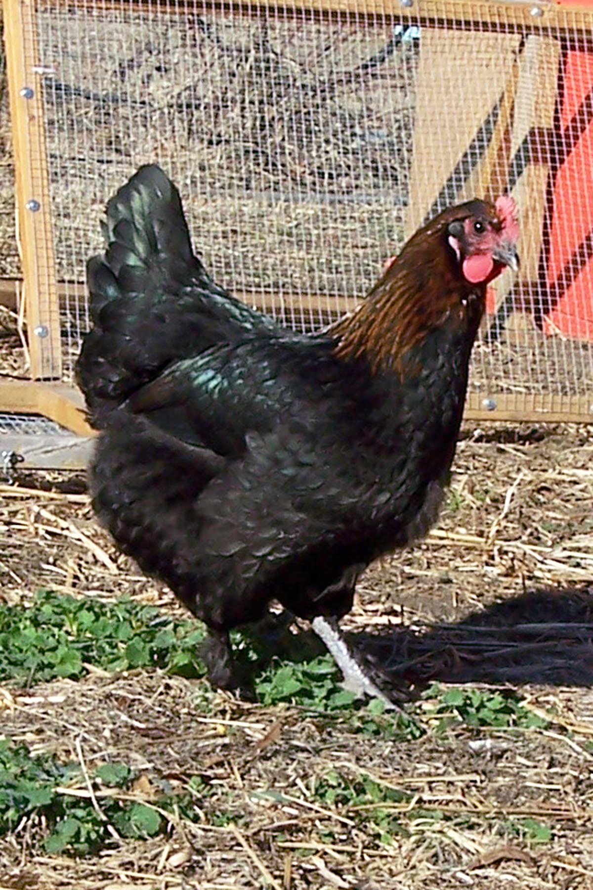 My foundation hen, Daisy, as a pullet last summer.
