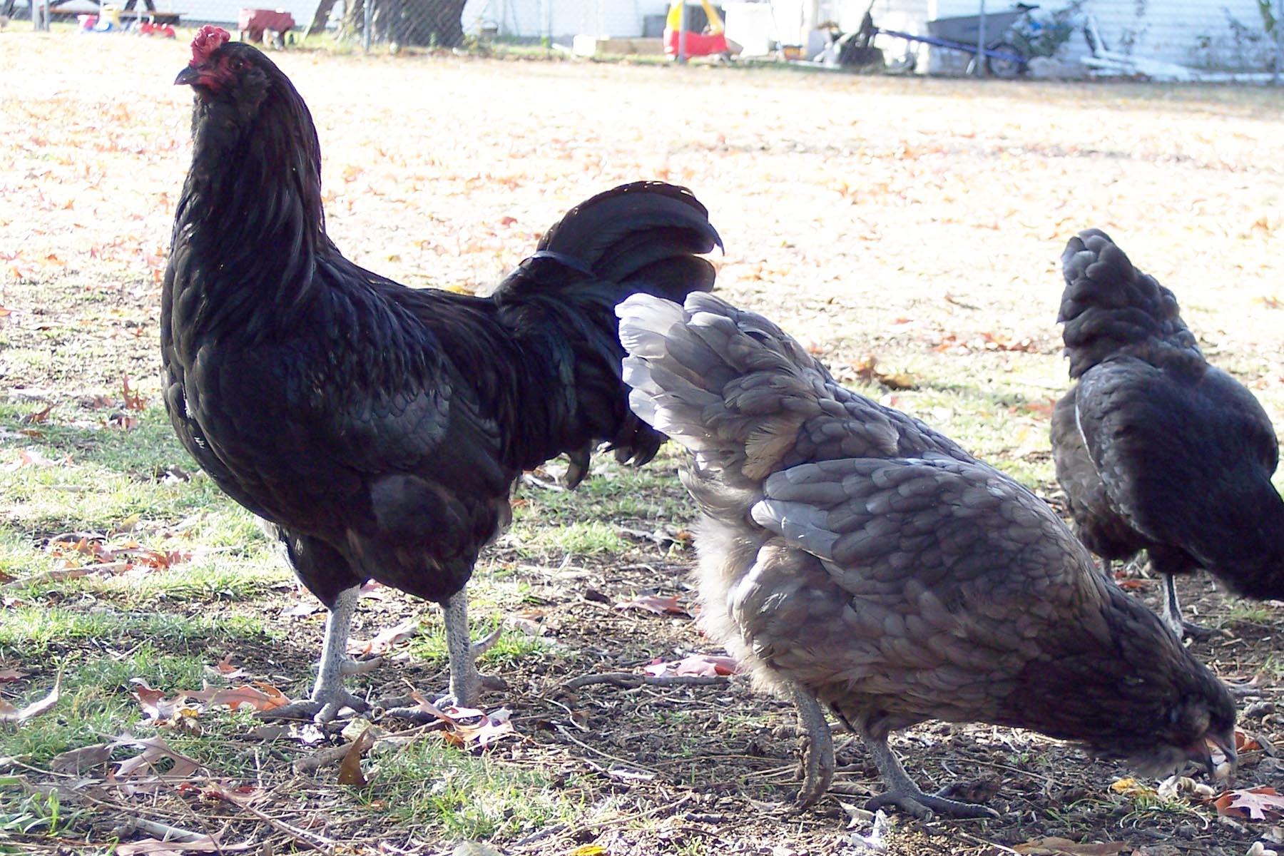 My foundation Meredith line pair (no longer have either of these birds)