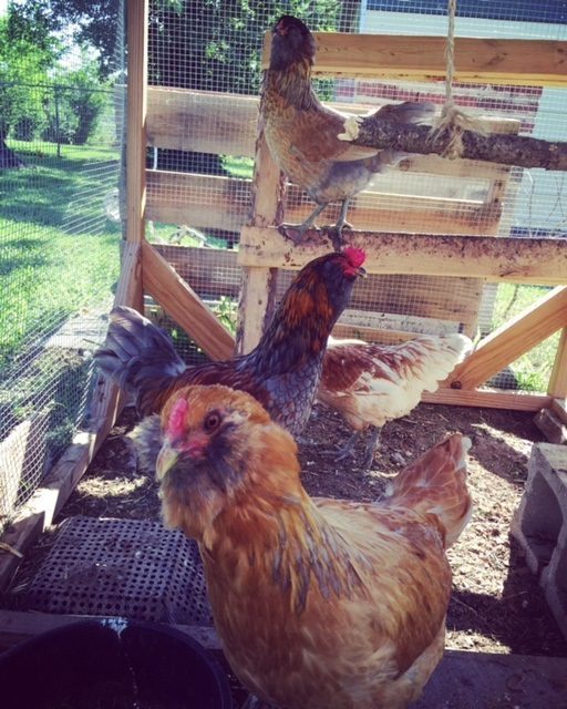 My four EE's in their run. Second one is my roo.