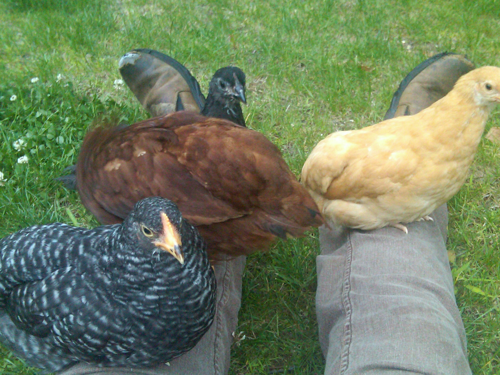 My four little girls ..... Tinkerbelle (Barred Rock), Bonnie (Buff Orpington), Ruby (Rhode Island Red), Inca (Black Australorp)