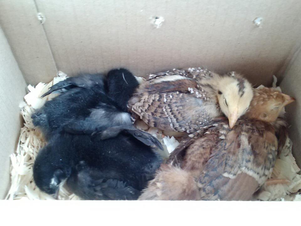* My four new chicks. Two black ones are fluffy feet and we have buckeye (Cream head) and the other one i don't know!