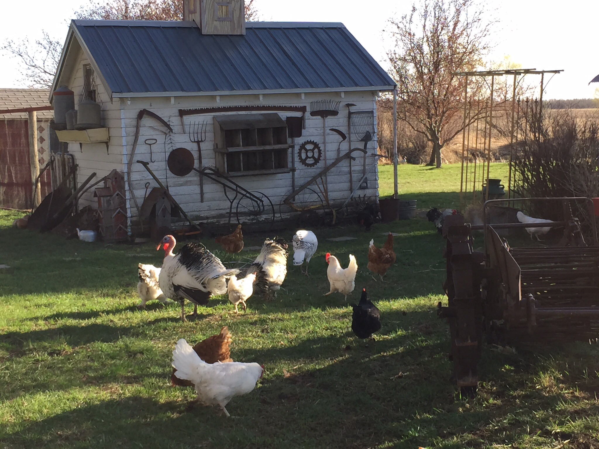 My free range chickens