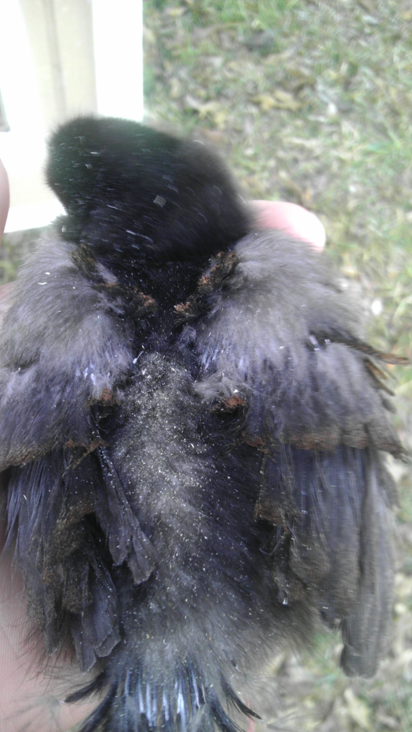 My frizzle chick at 2 weeks