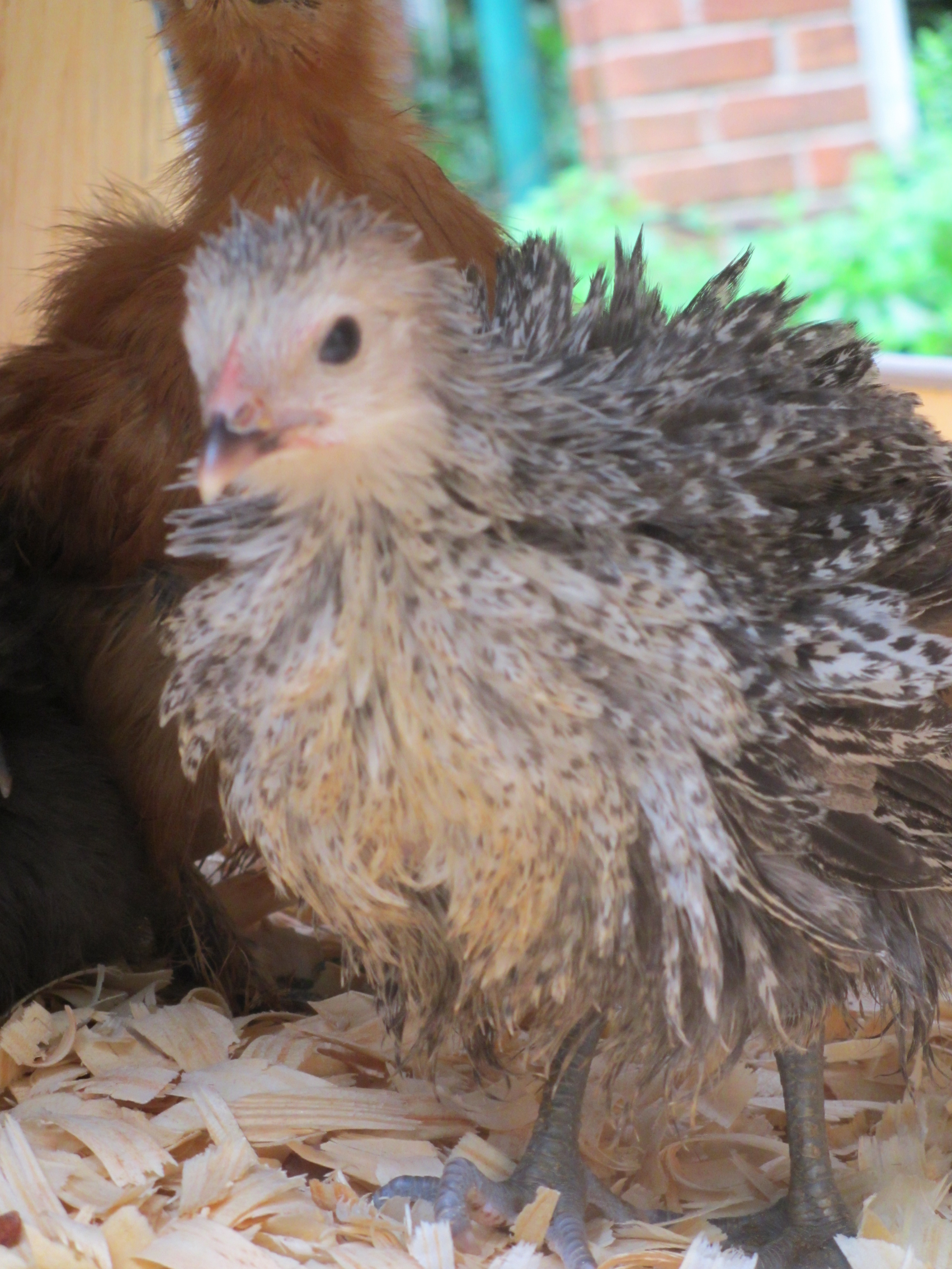 My frizzle hen, Fancy
