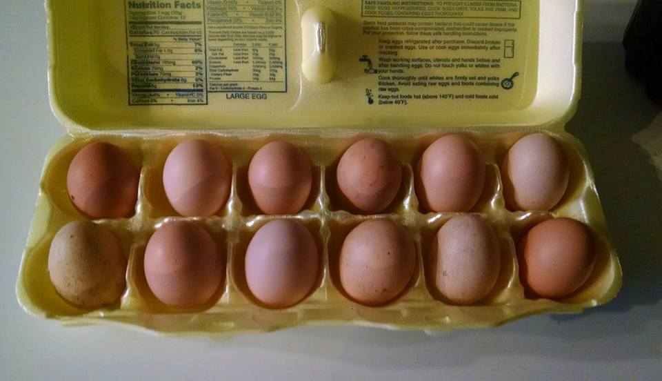 My Frizzle hens are eggcellent layers!