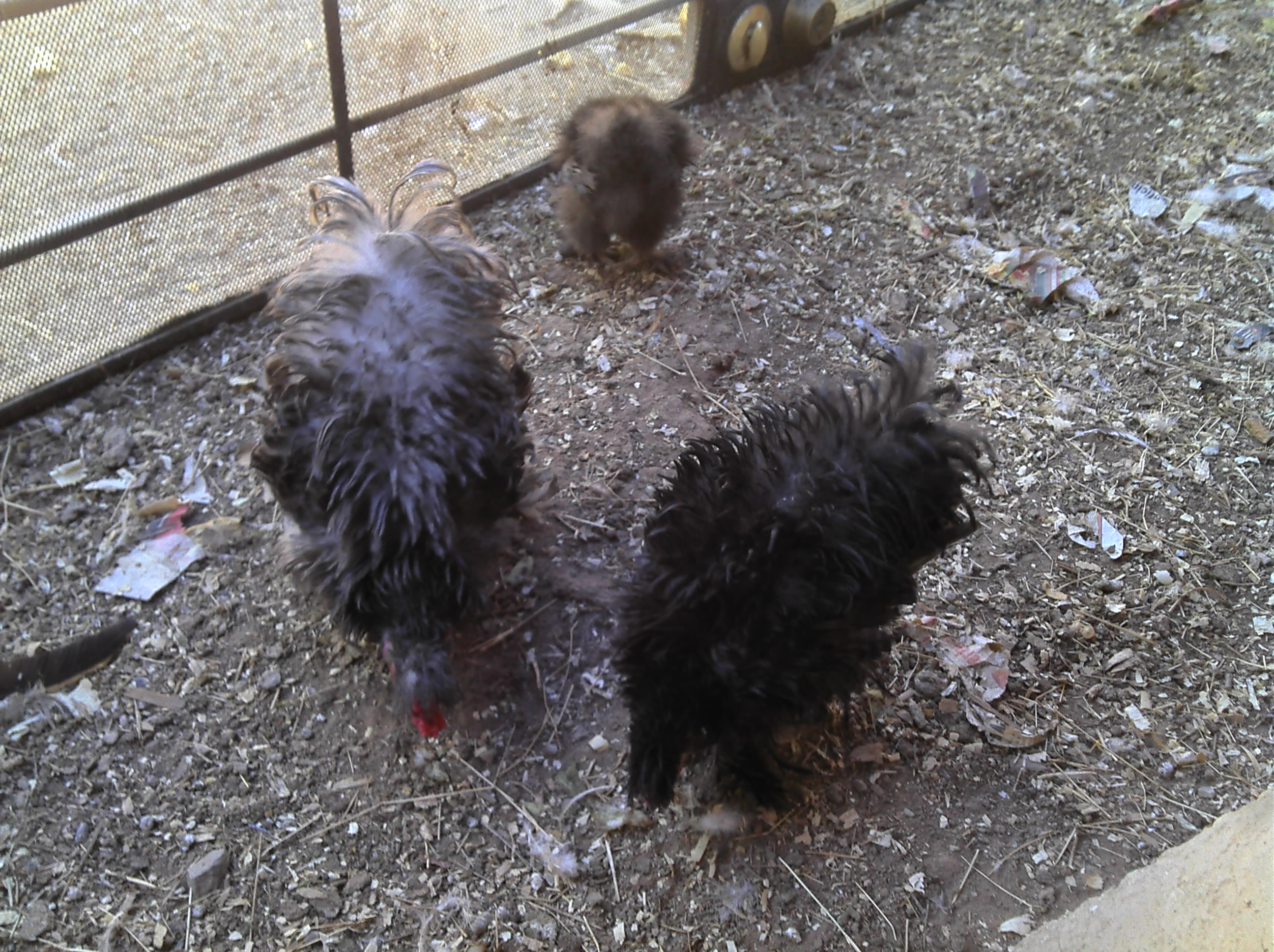 My frizzles and silkies out and about in the run...