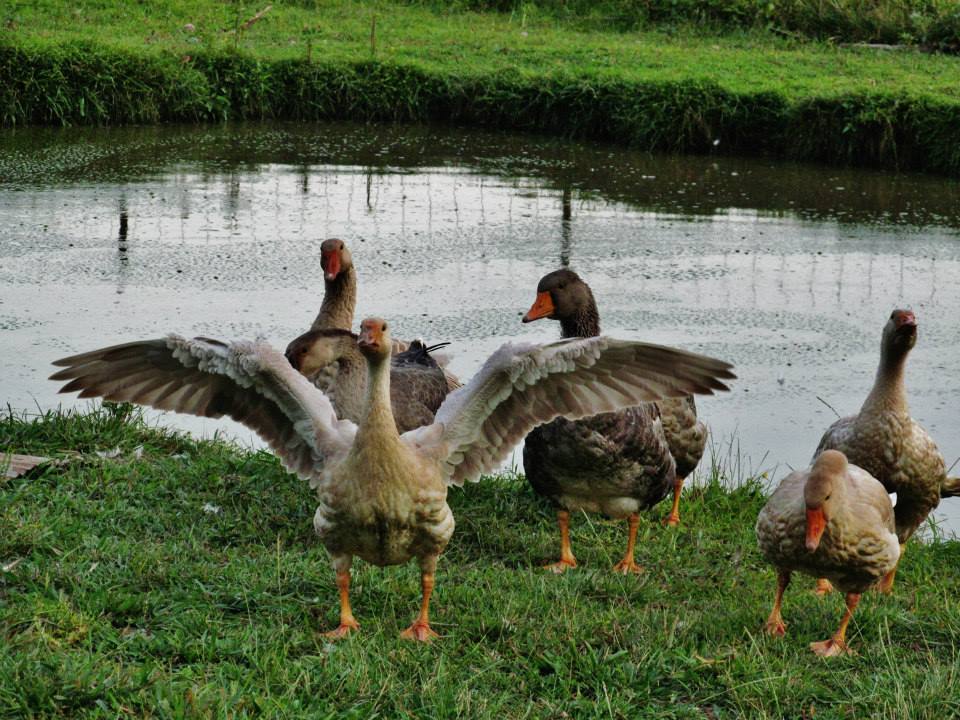 my geese