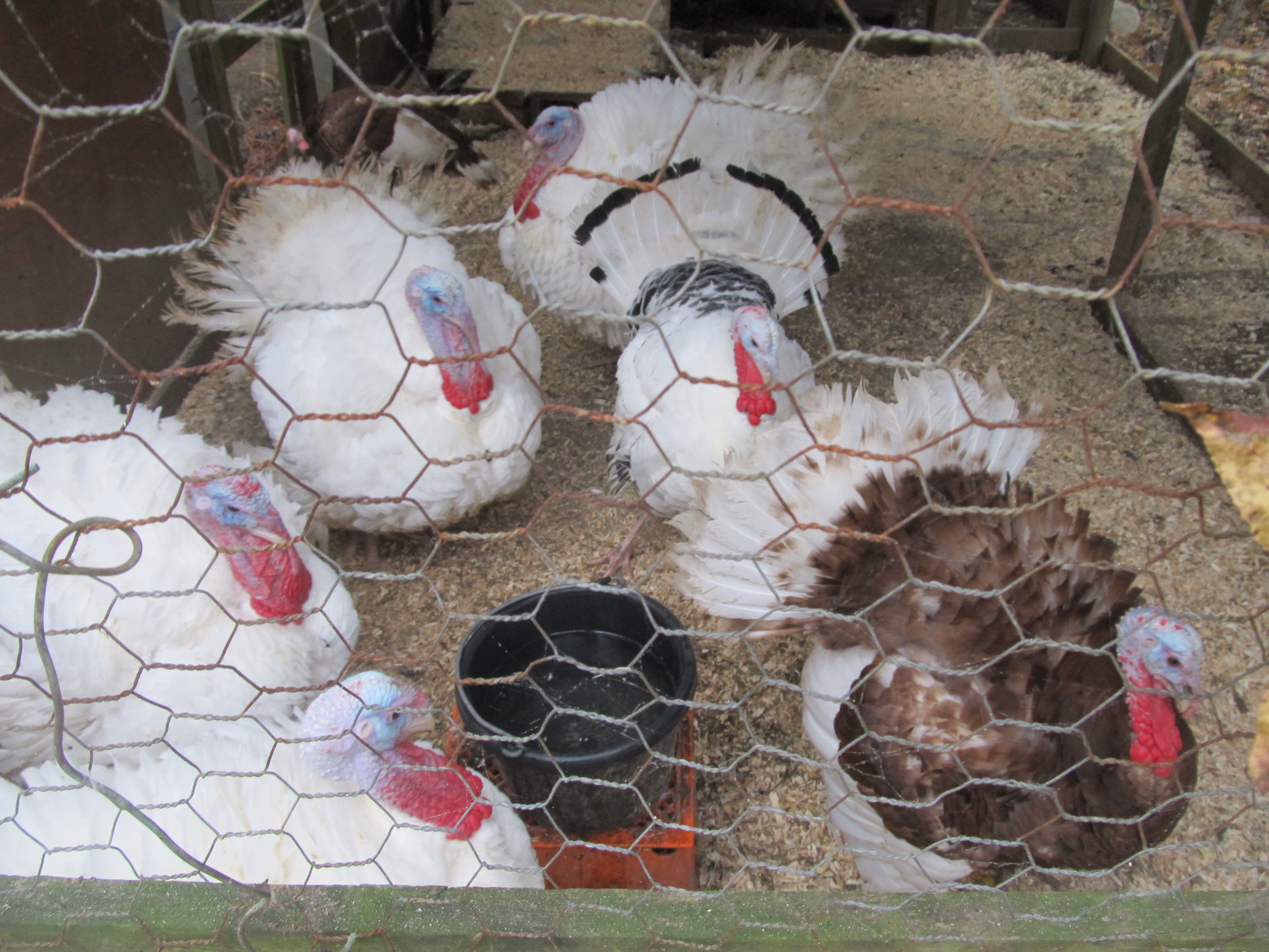 My Giant White, Bourbon Red, and Royal Palm turkeys.