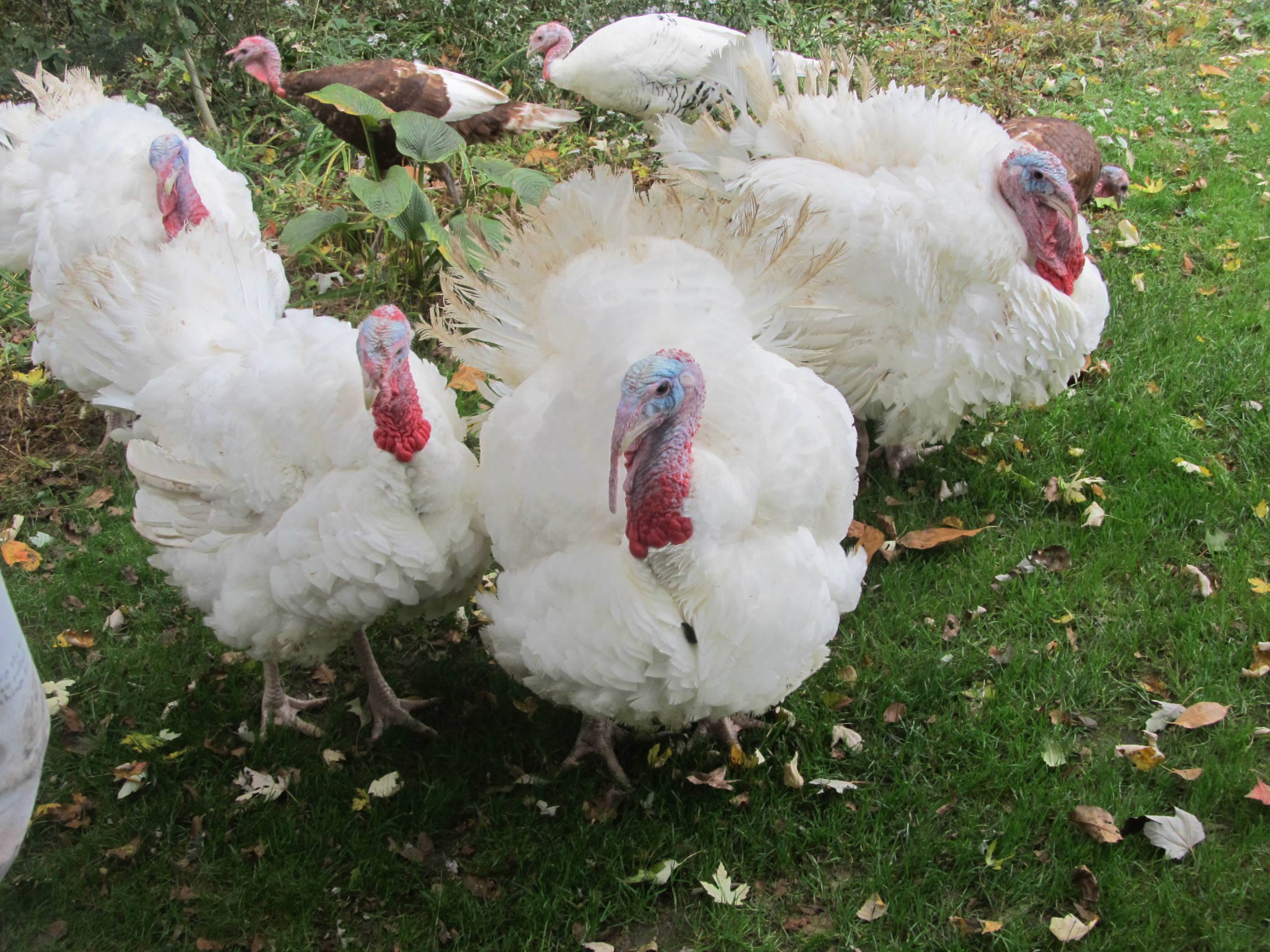 My Giant white Turkeys.