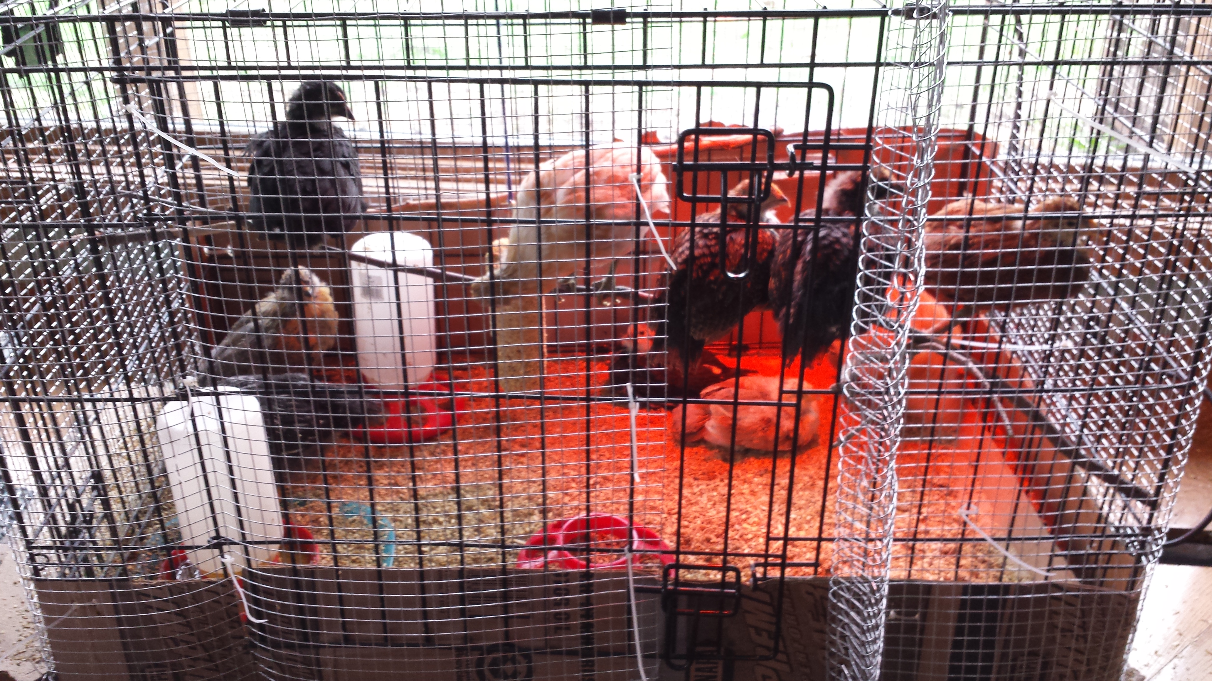 My girls.  10 in total.  In my makeshift "larger" brooding box.  It's a dog crate with cardboard around the bottom to keep shavings inside and mesh wire around the outside to keep kitties from "reaching" in.