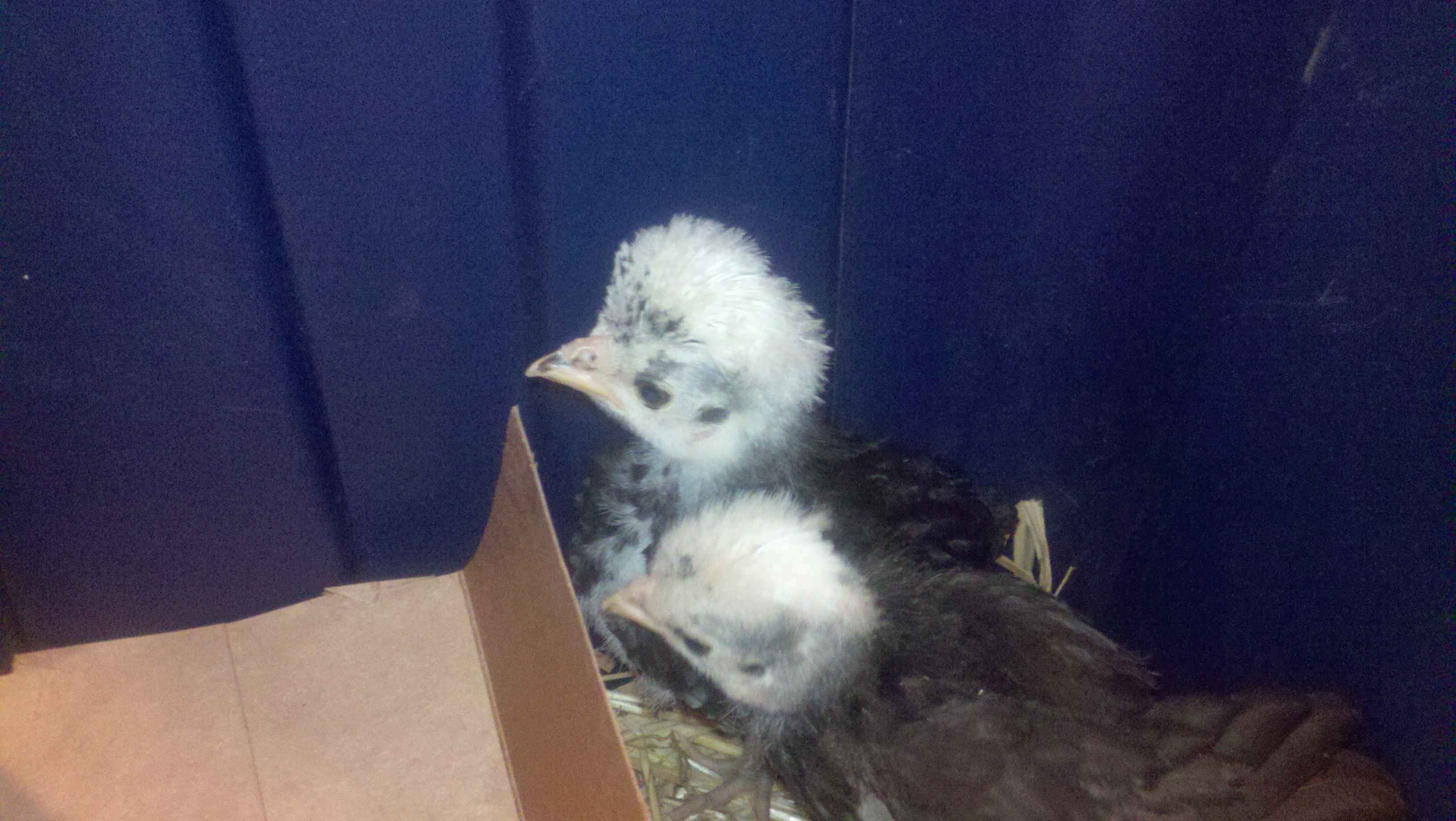 my girls 4 weeks