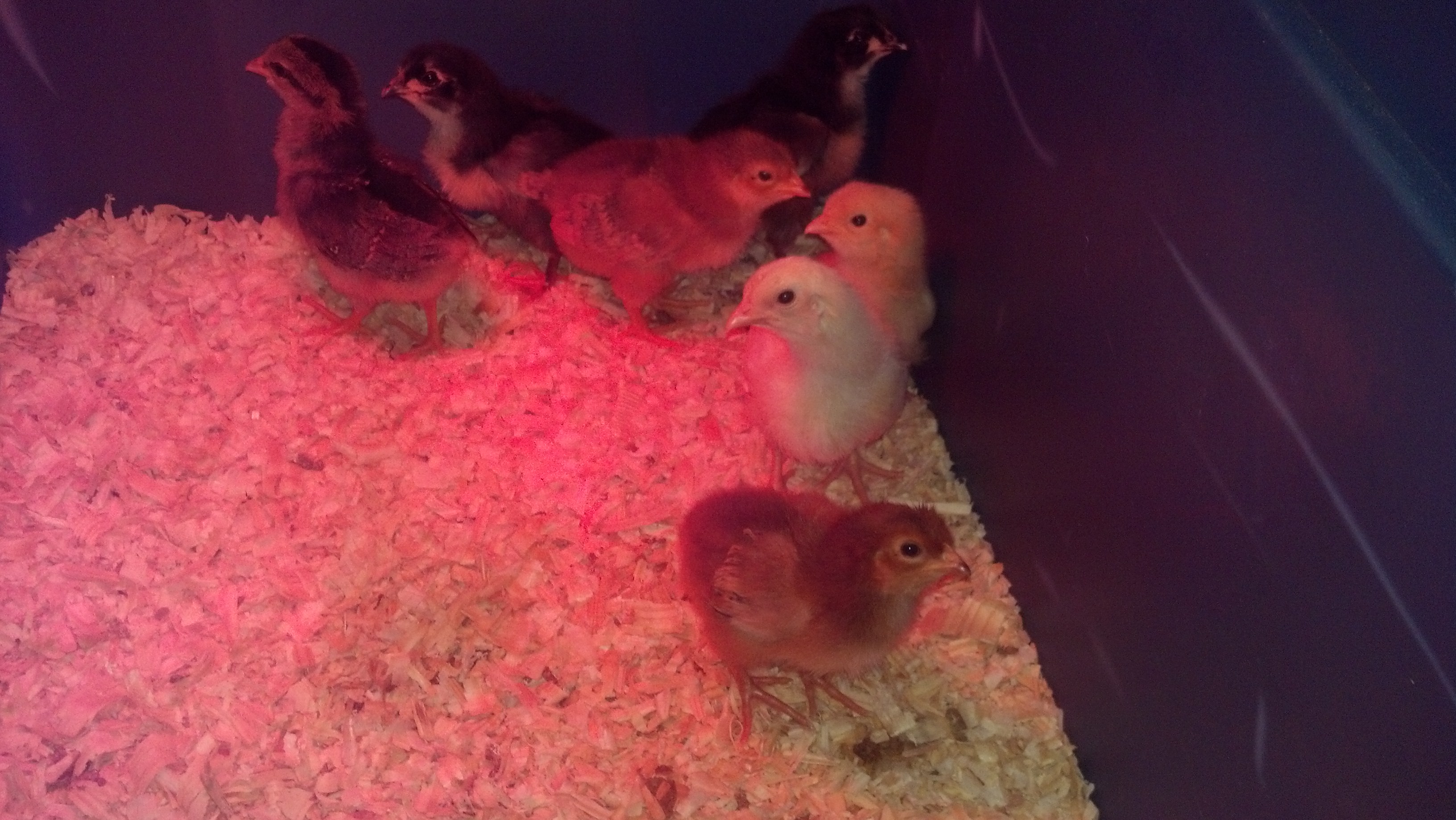 My 'girls' after the first week with me.  2 Rhode Island Reds, 2 Australorps, 2 Leghorns (1 white, 1 brown), 1 Buff Orpington.