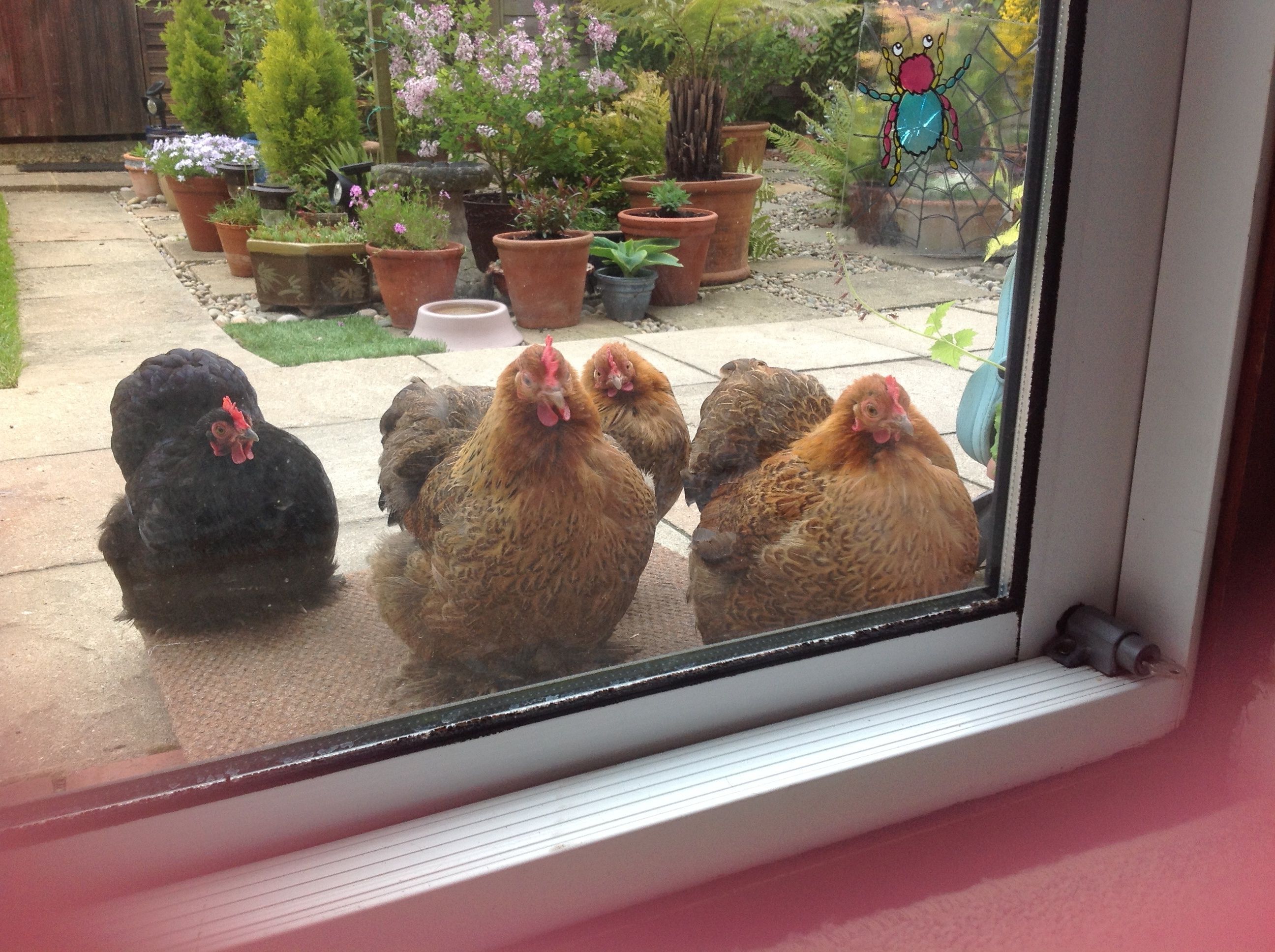 My girls all waiting for supper.