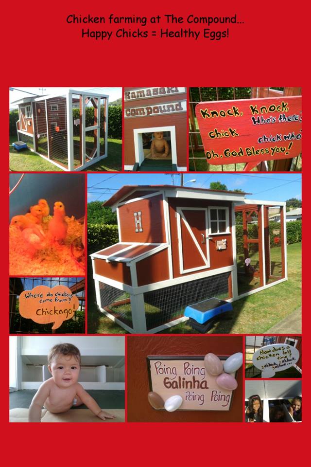 My Girls Coop
Happy Chickens
Delicious Eggs