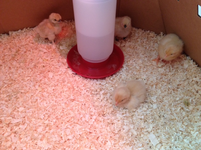 My Girls!! Day of arrival.  2 Buff Orpingtons and 2 Silkies.