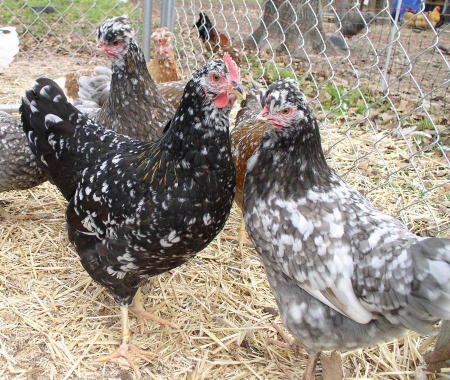 My girls direct from Greenfire in 2013. About 5 months old in this picture. Blue hen at right lays some of my biggest eggs. I have retained several daughters and a nice son of hers from 2014 hatching that will be used in my breeding program for 2015.