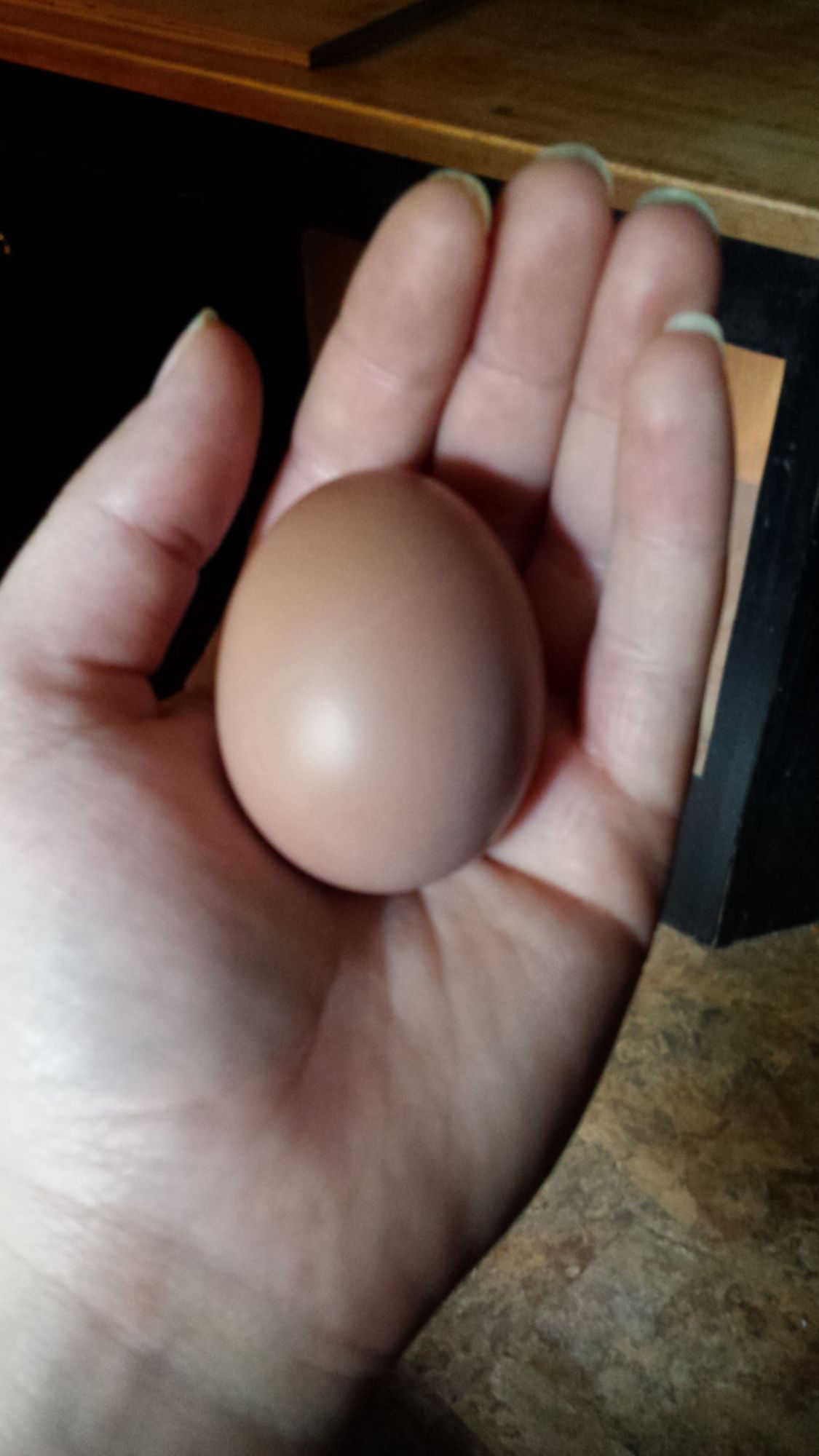 My girls' first egg! Right at 17 weeks!