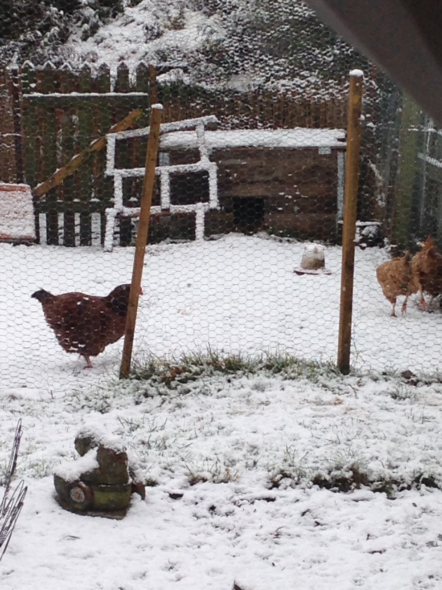 My girls first thought of snow :/ cold and wet!!!!