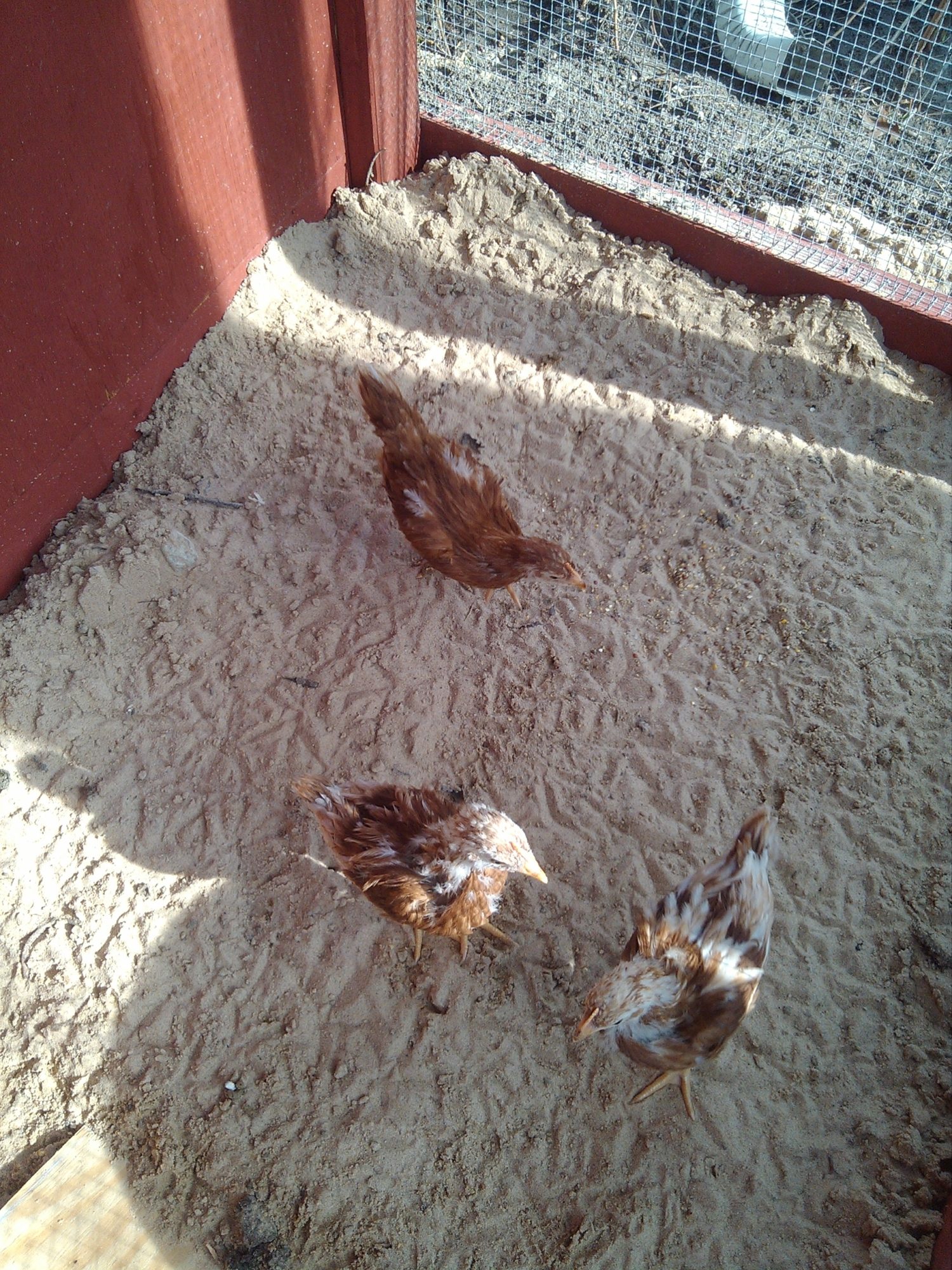 My girls first time out of the box and in the coop.