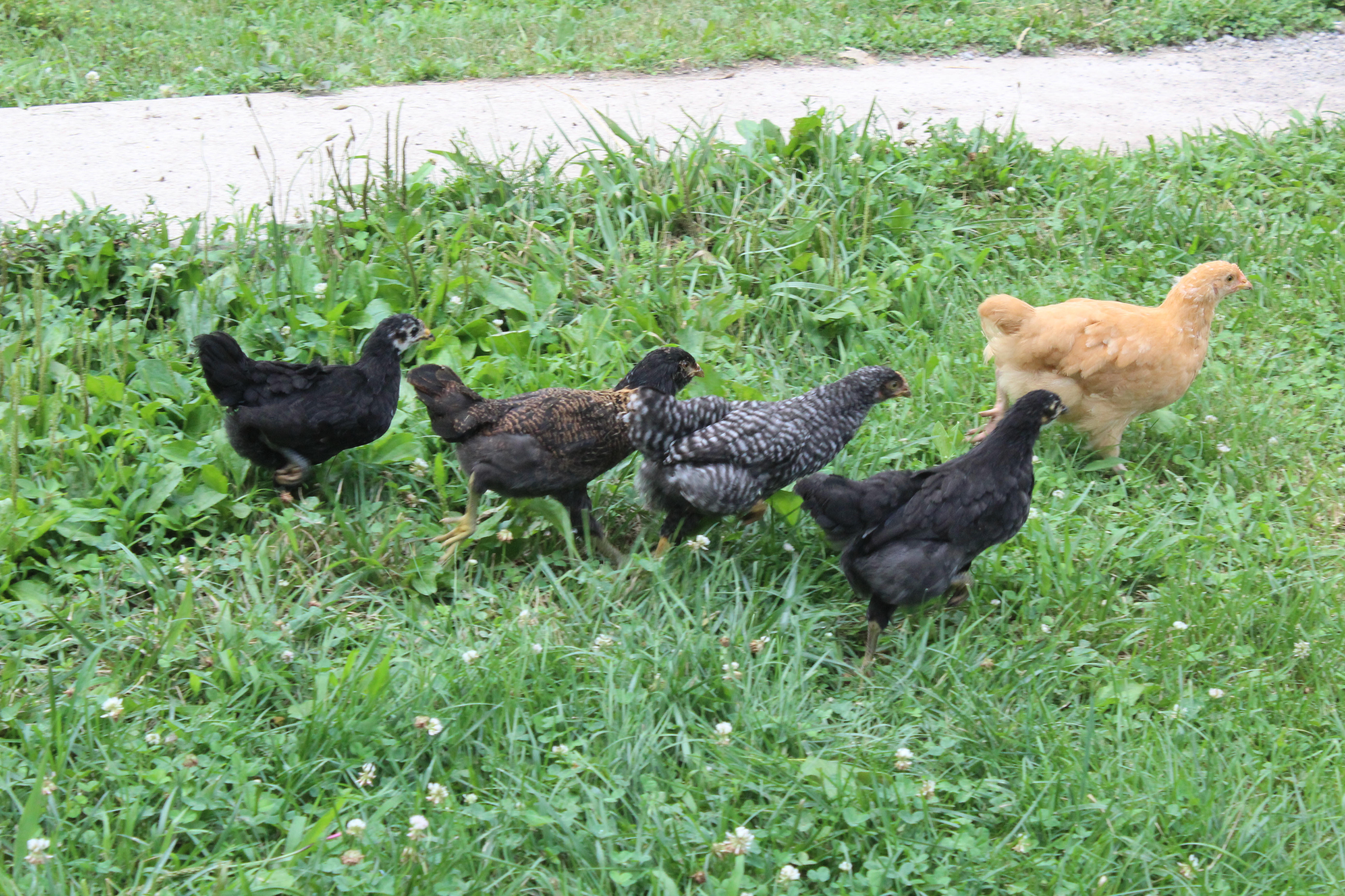 My girls, free ranging in the yard. They are on a run.