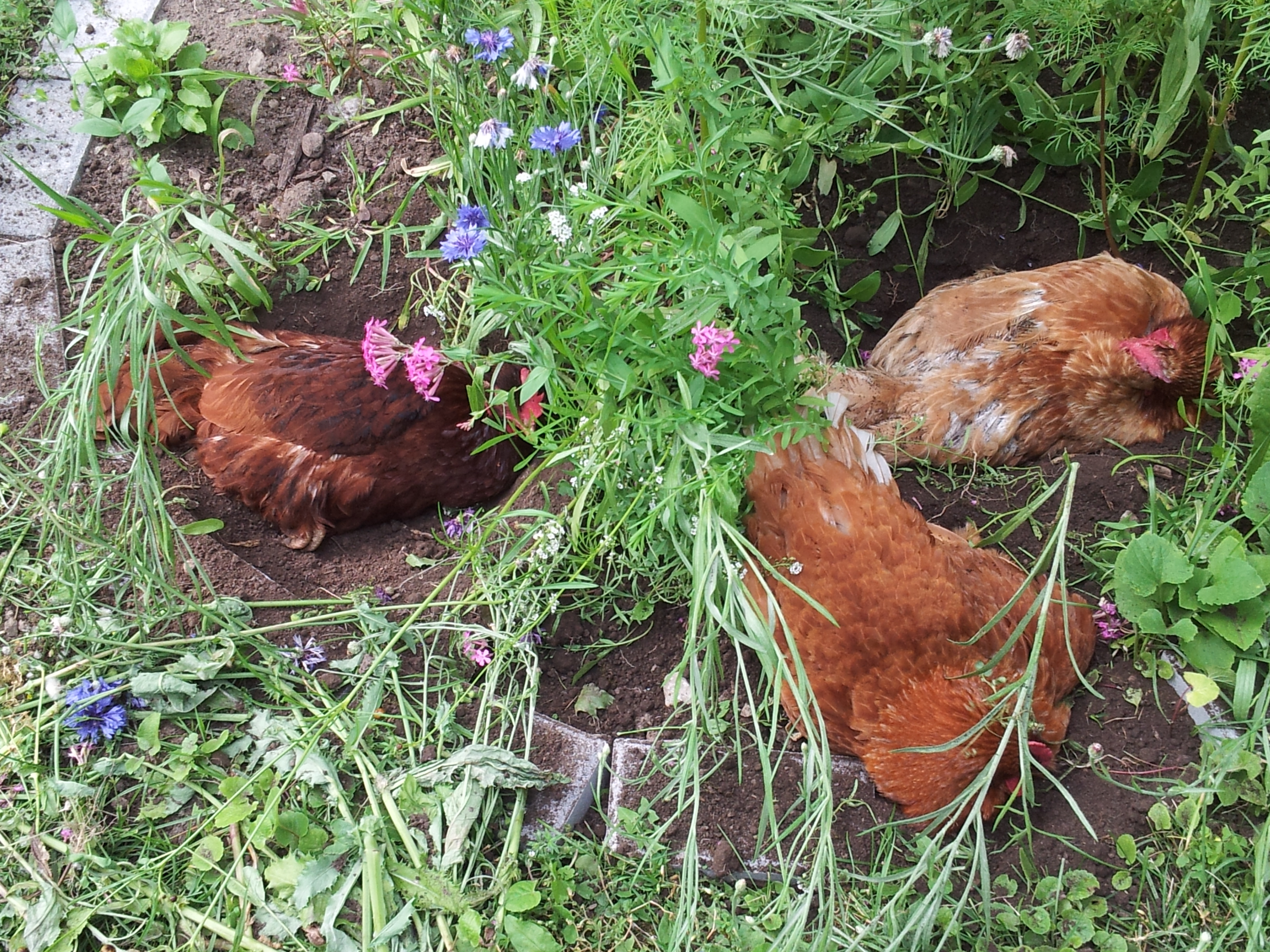 My girls got into my very favorite garden while free-ranging today and decided to turn it into a dust bath. Naughty!