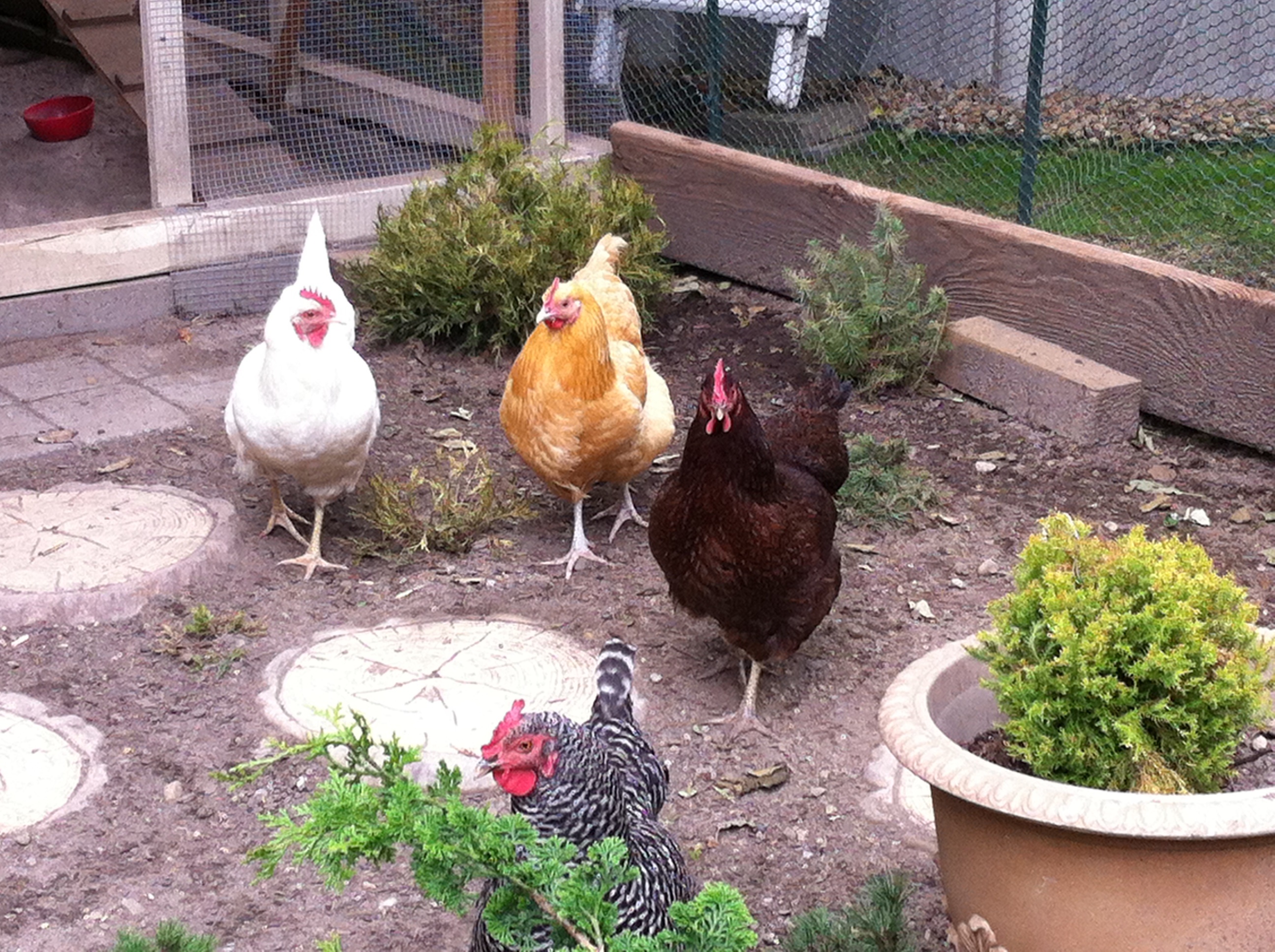 My girls in their free range garden