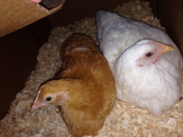 My girls - just joined our family on Dec 29, 2014.
Born on Oct, they are just over 8 weeks old.
Betsy (buff) and Juliette (white) - both Orpingtons.