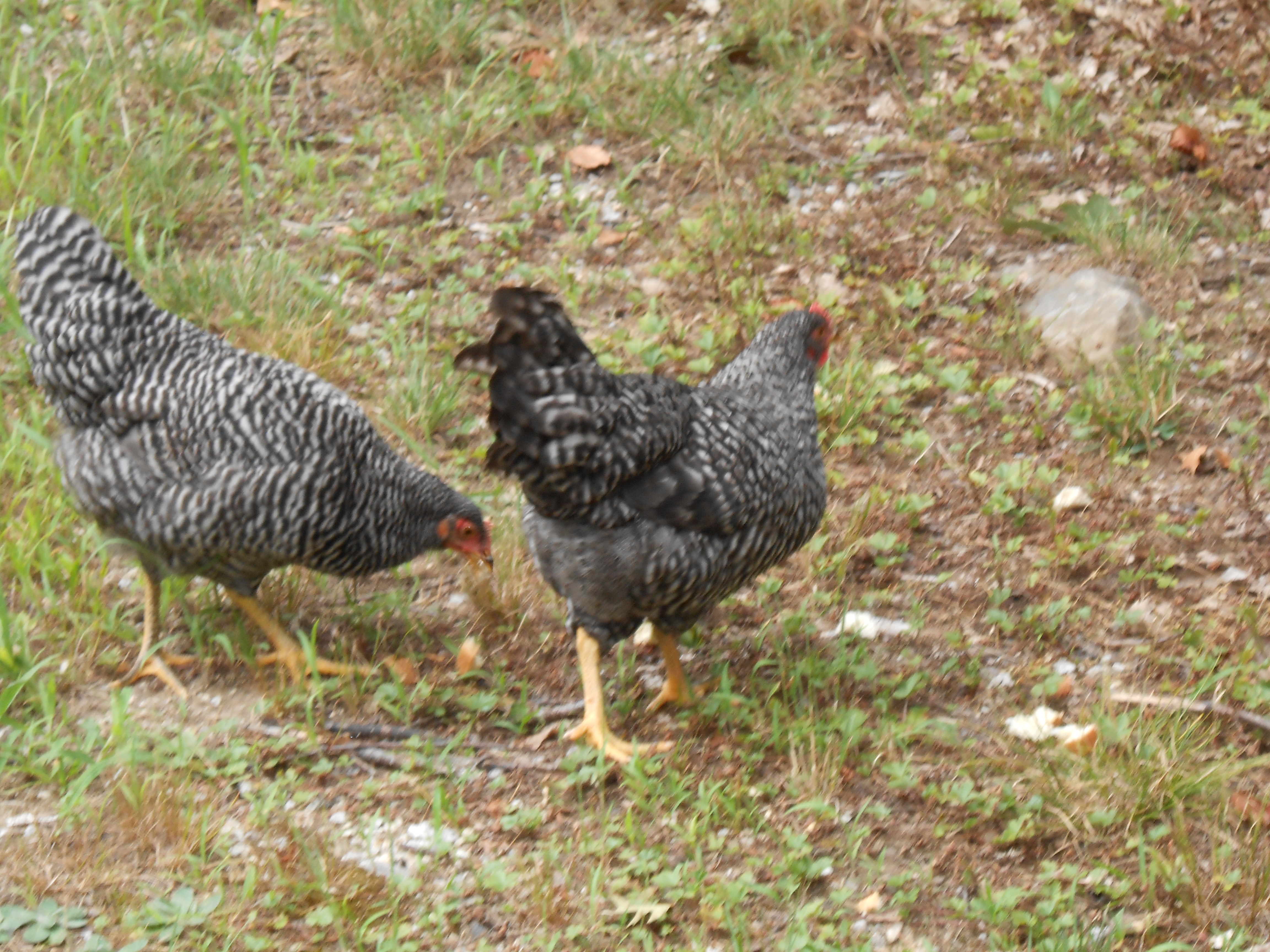 My Girls-  Little Girl is on the left and Big Girl is on the right, yep that's their names.  When they were babies I could not think of names so I called them Little Girl and Big Girl -- has stuck ever since.