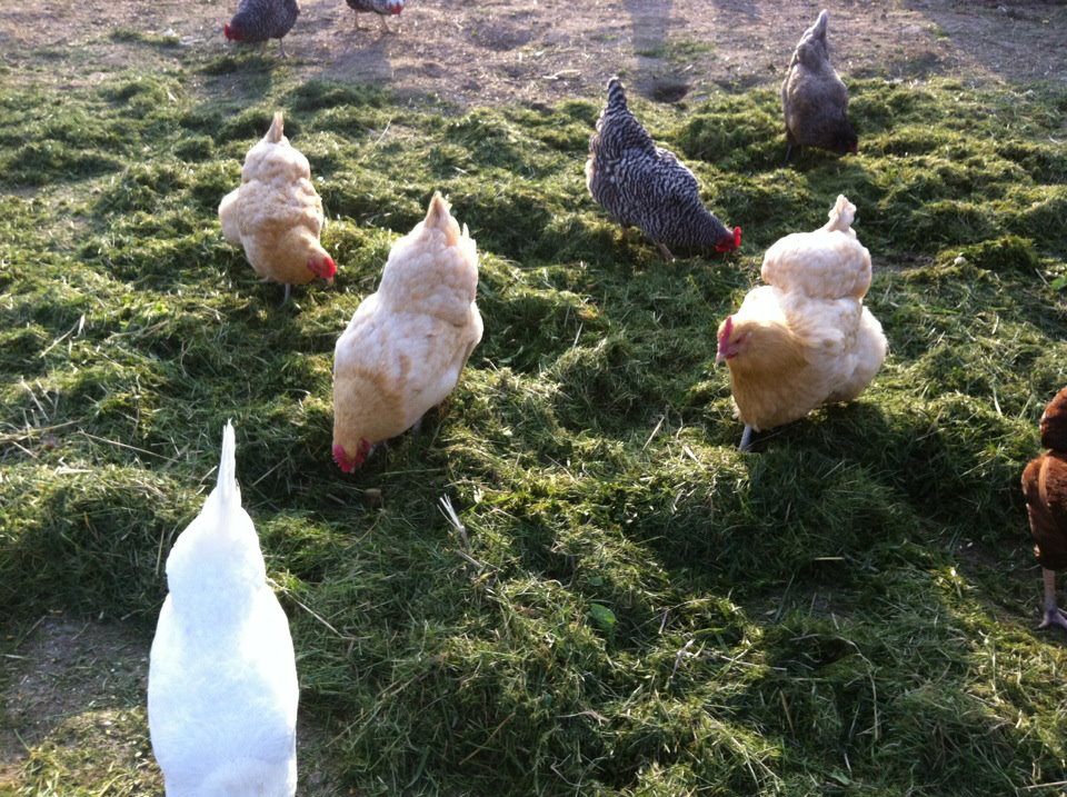 My girls LOVE fresh cut grass