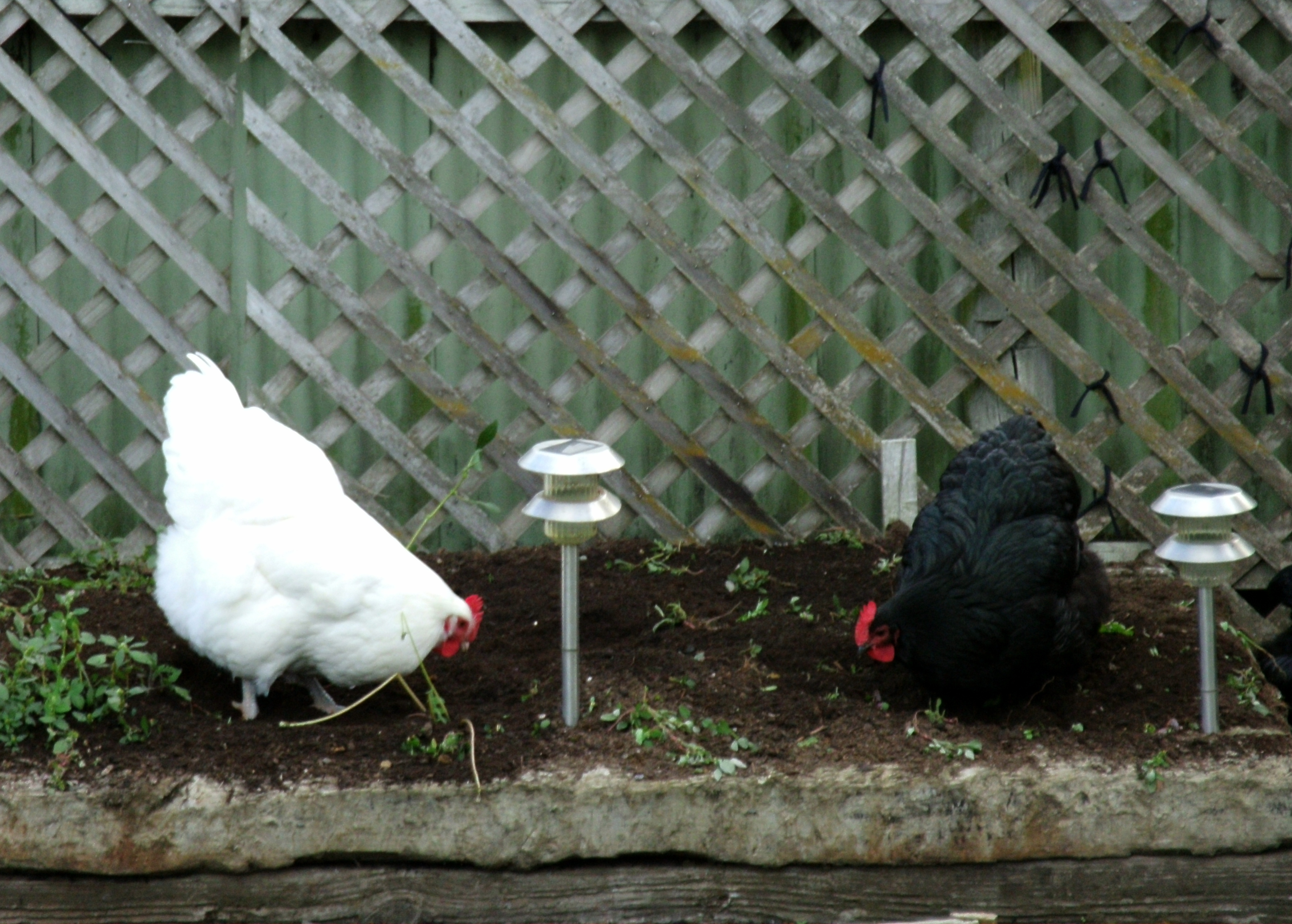 my girls love to help me in the garden :)