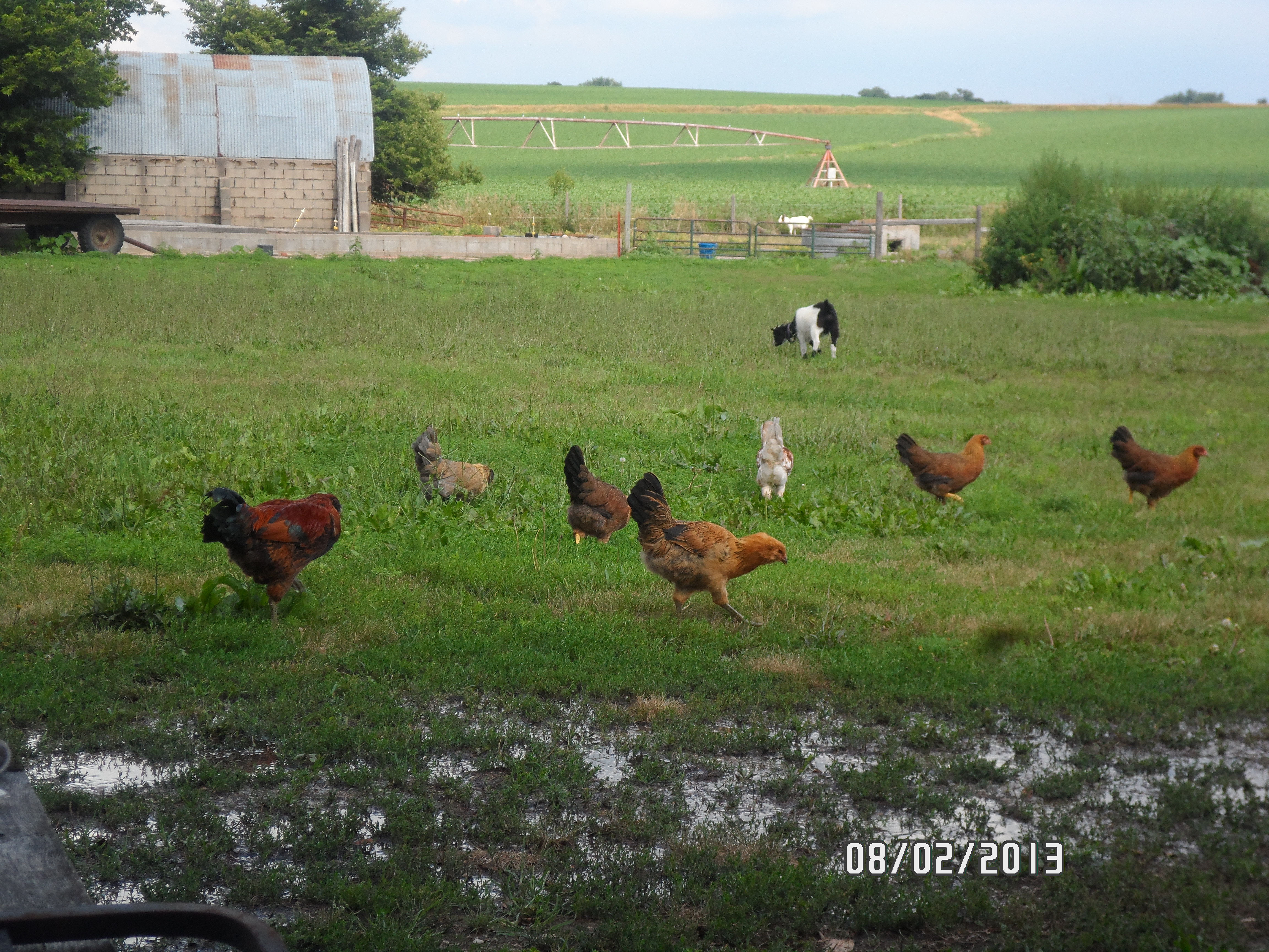 My girls now, plus a new rooster, Elmer. He was an oops from in town owners.