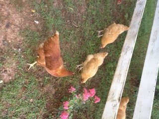 My girls running around the farm.