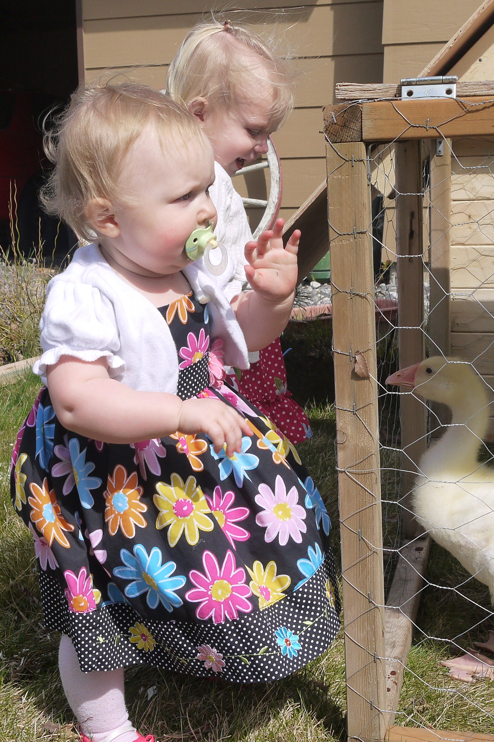 My girls visiting our awkward flock in their new home.