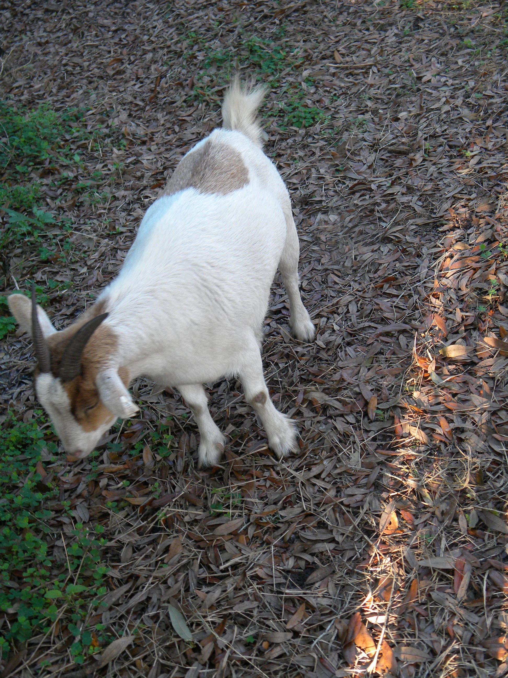 my goat i hope she is pregnant :)