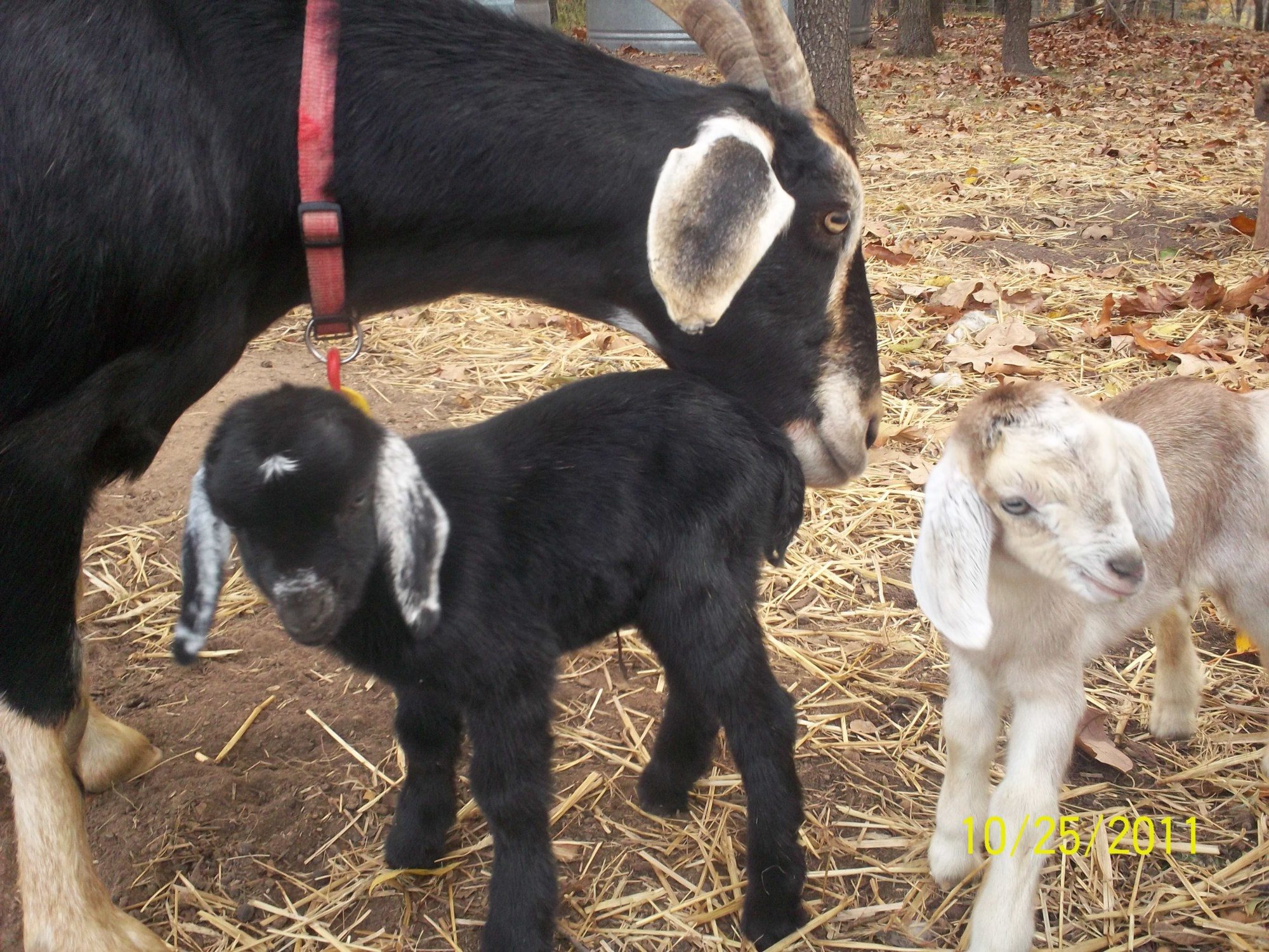 My goats <3