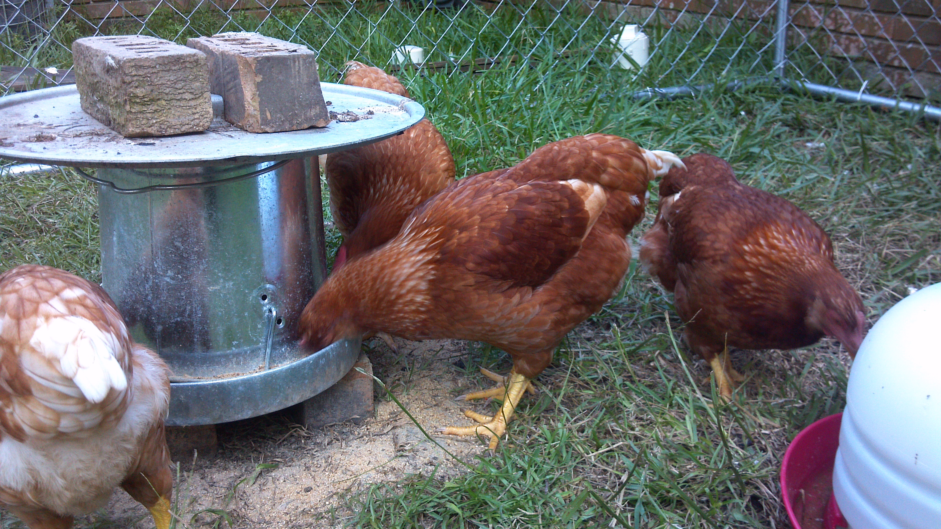 My Golden Buffs enjoying their temp enclosure until they were big enough to be allowed to free range the yard.