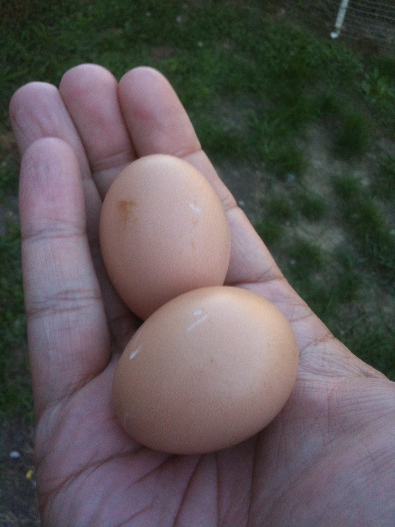 My golden comets finally laid their first eggs!! They are 22 weeks and 1 day old when two of the three laid.  Still waiting for my third girl.