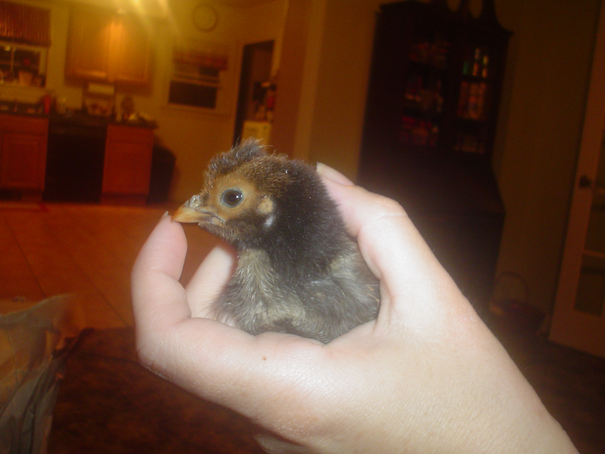 My Golden Laced Polish is finally getting his mohawk 2 wks. old.
