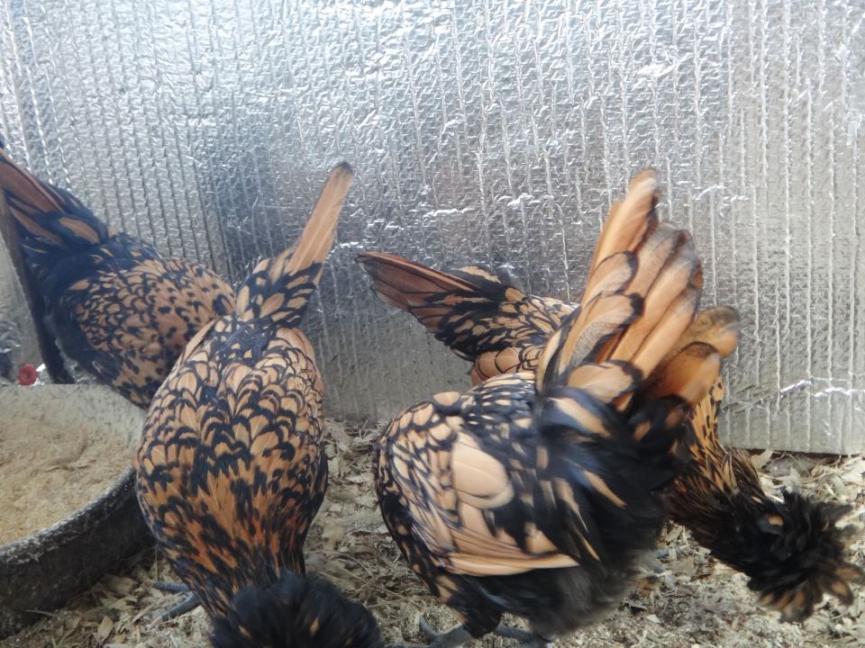 My Golden Laced Polish pullets :)