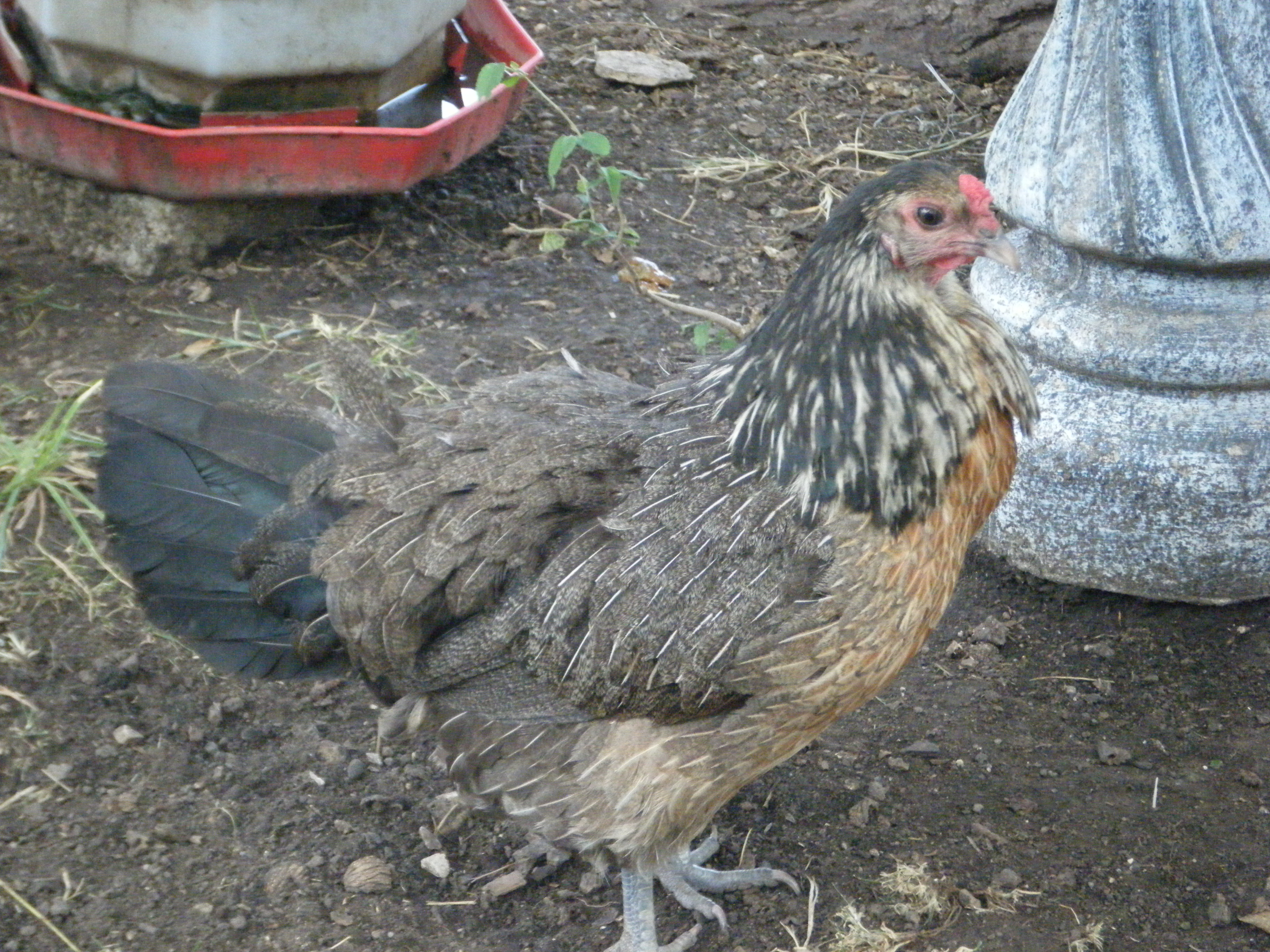 My Golden Phoenix/EE cross.