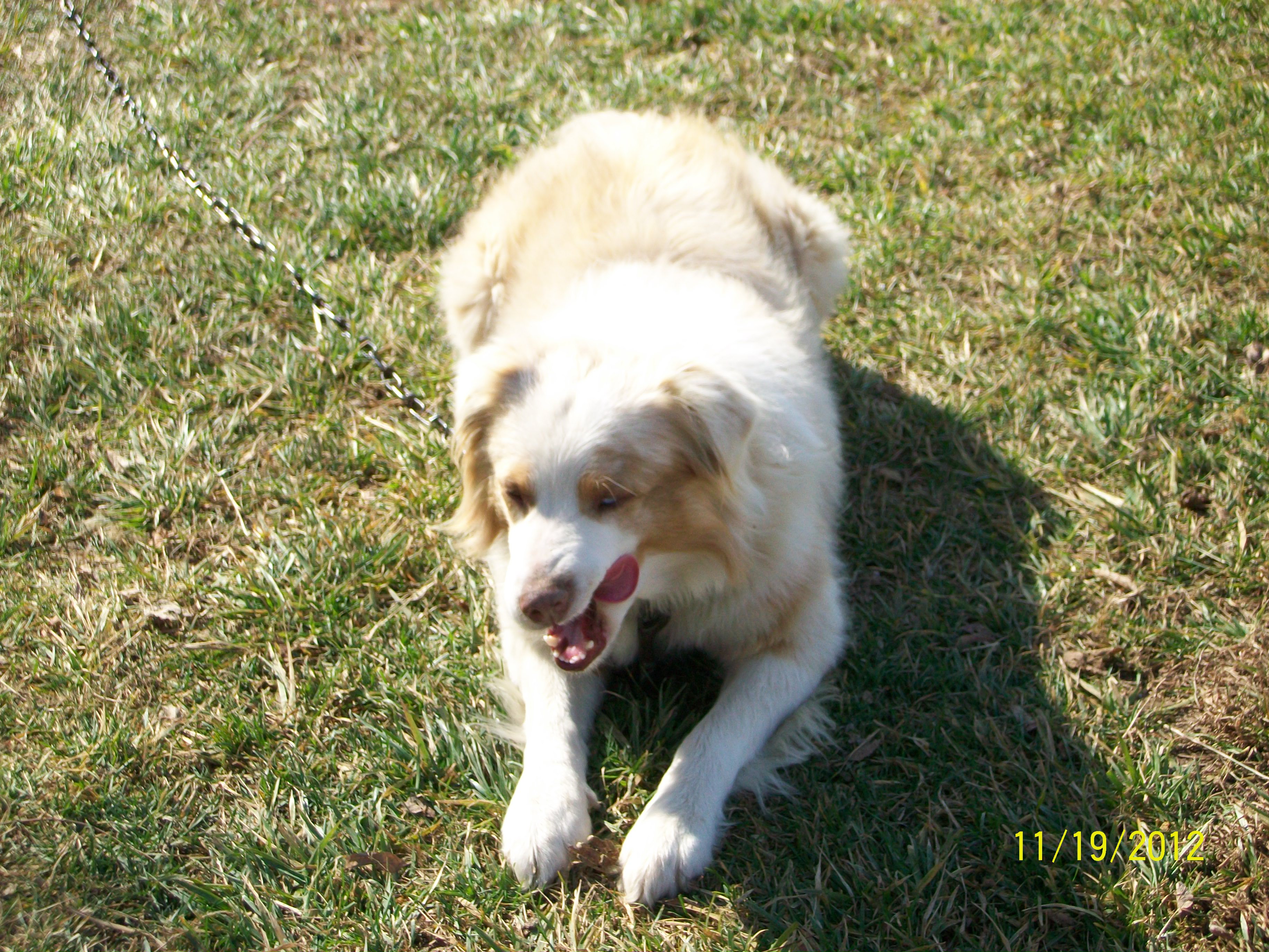 my good boy "scooter"