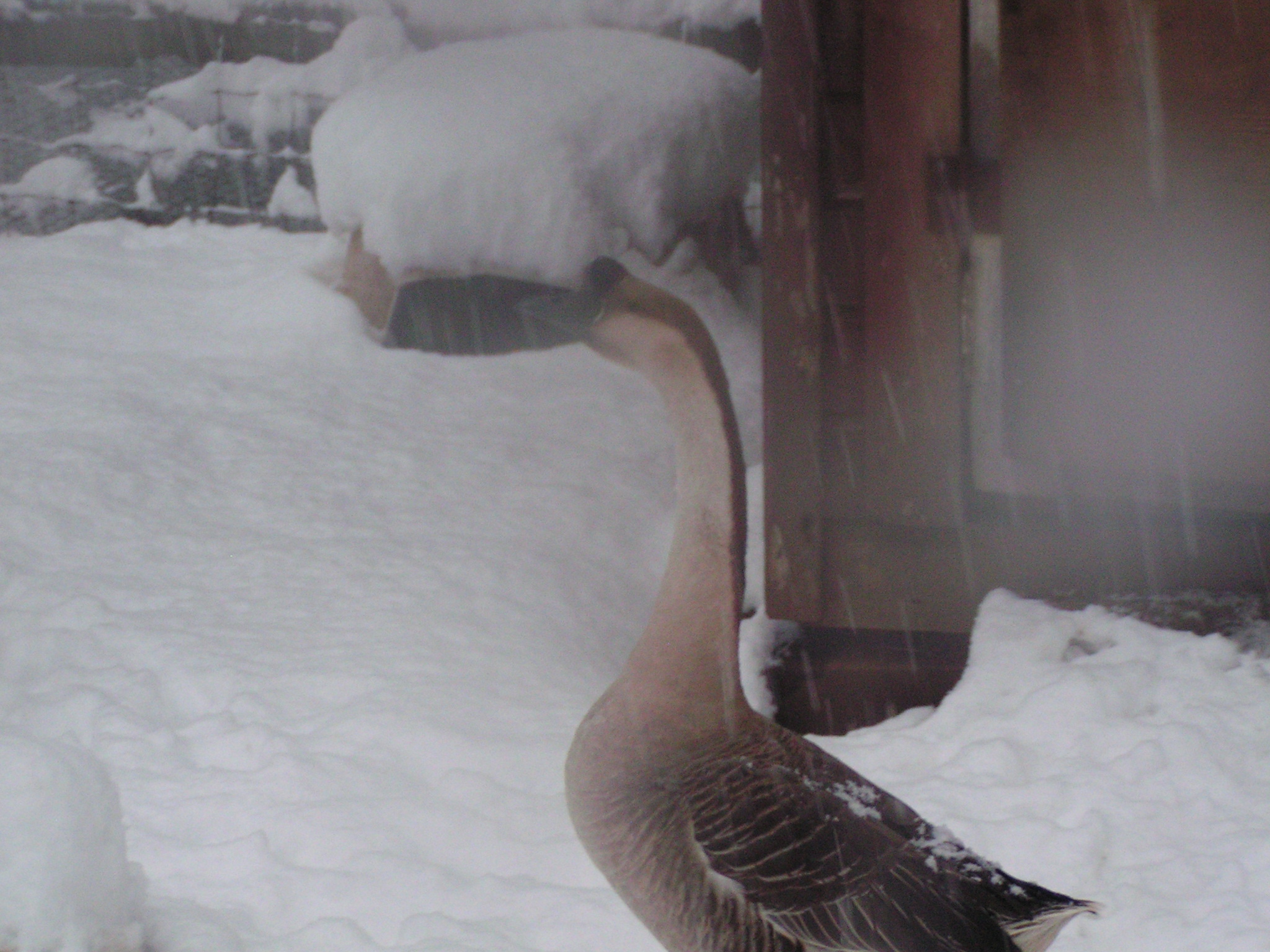 My goose that I save from slaughter. His name is Sammie and he is my baby. I love him so much!!!