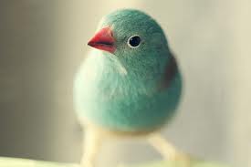 My gorgeous Blue Cap girl