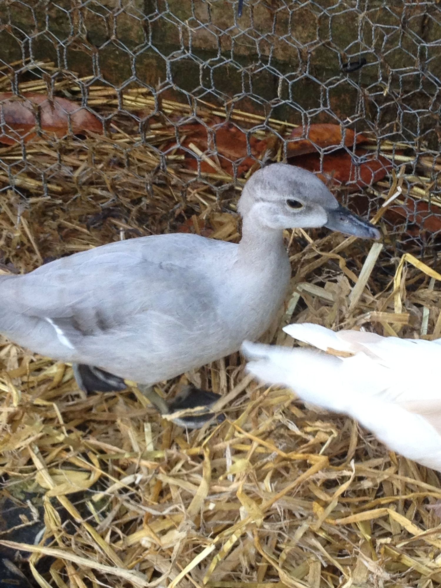 My gorgeous but young American silver carolina