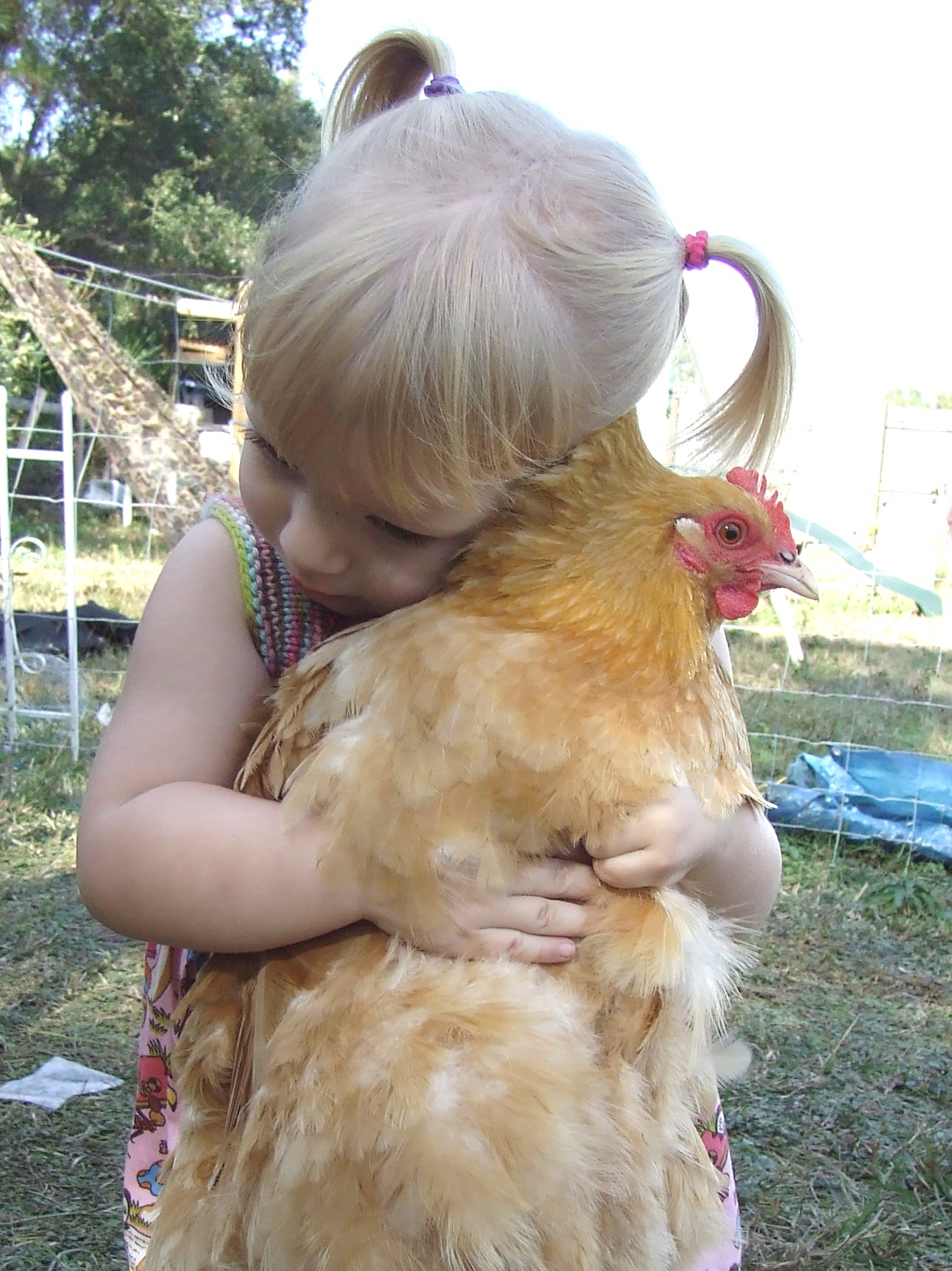 My grand baby with her favorite chicken "Baby".    Raised from a chick,  this prove what a docile kid friendly chicken the buff's are.  Love this breed.